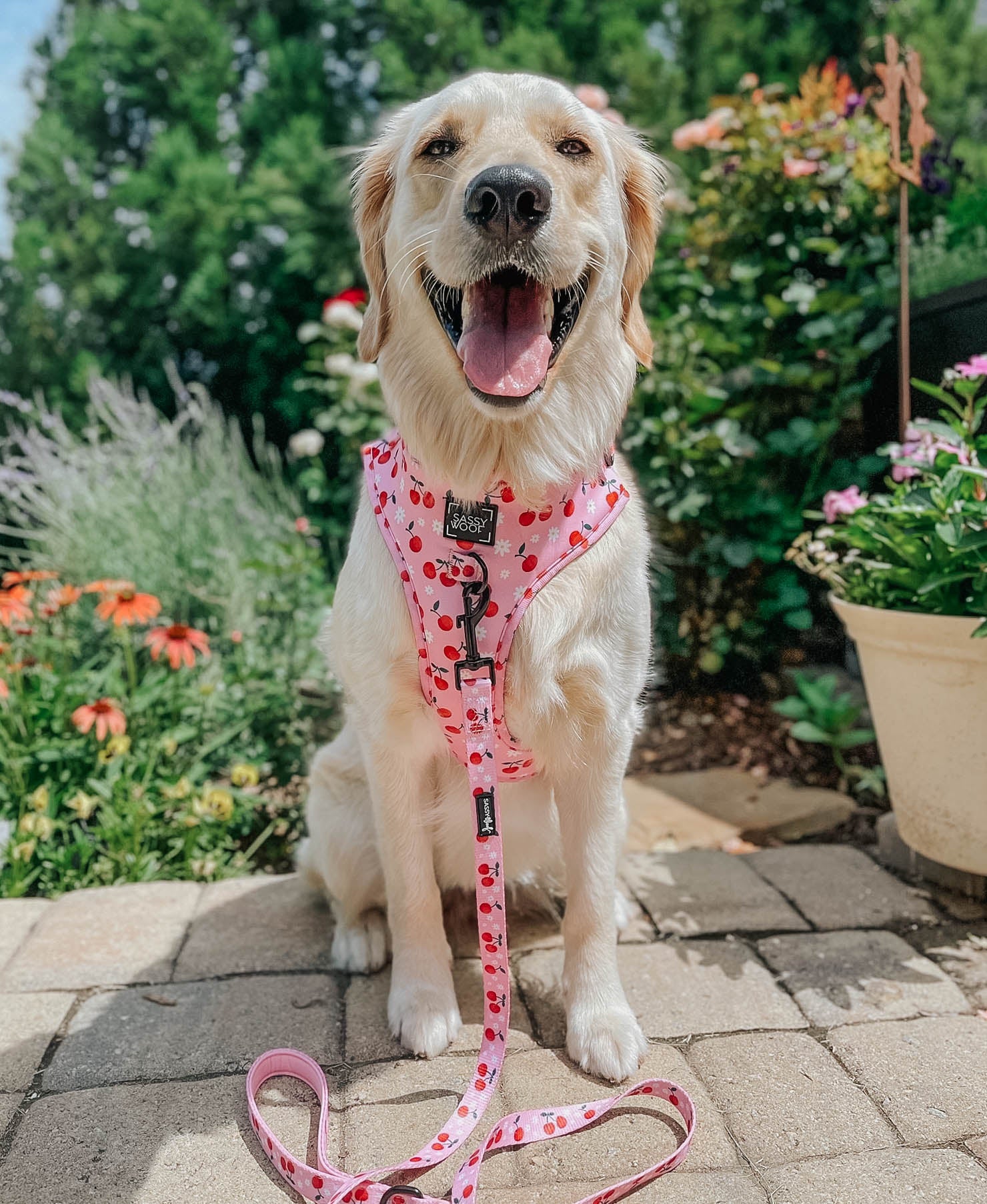 Dog Two Piece Bundle - Mon Chérry