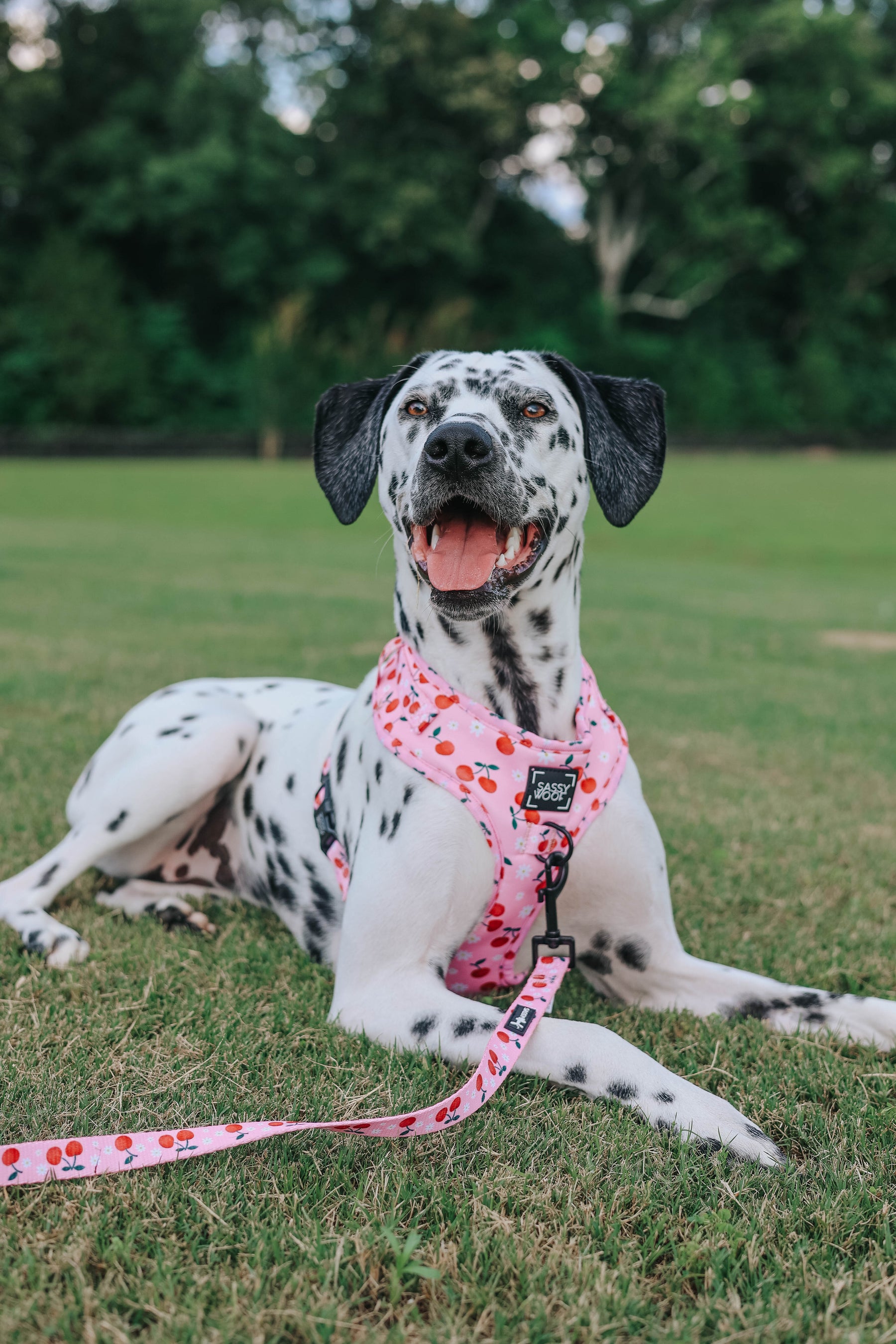 Dog Two Piece Bundle - Mon Chérry