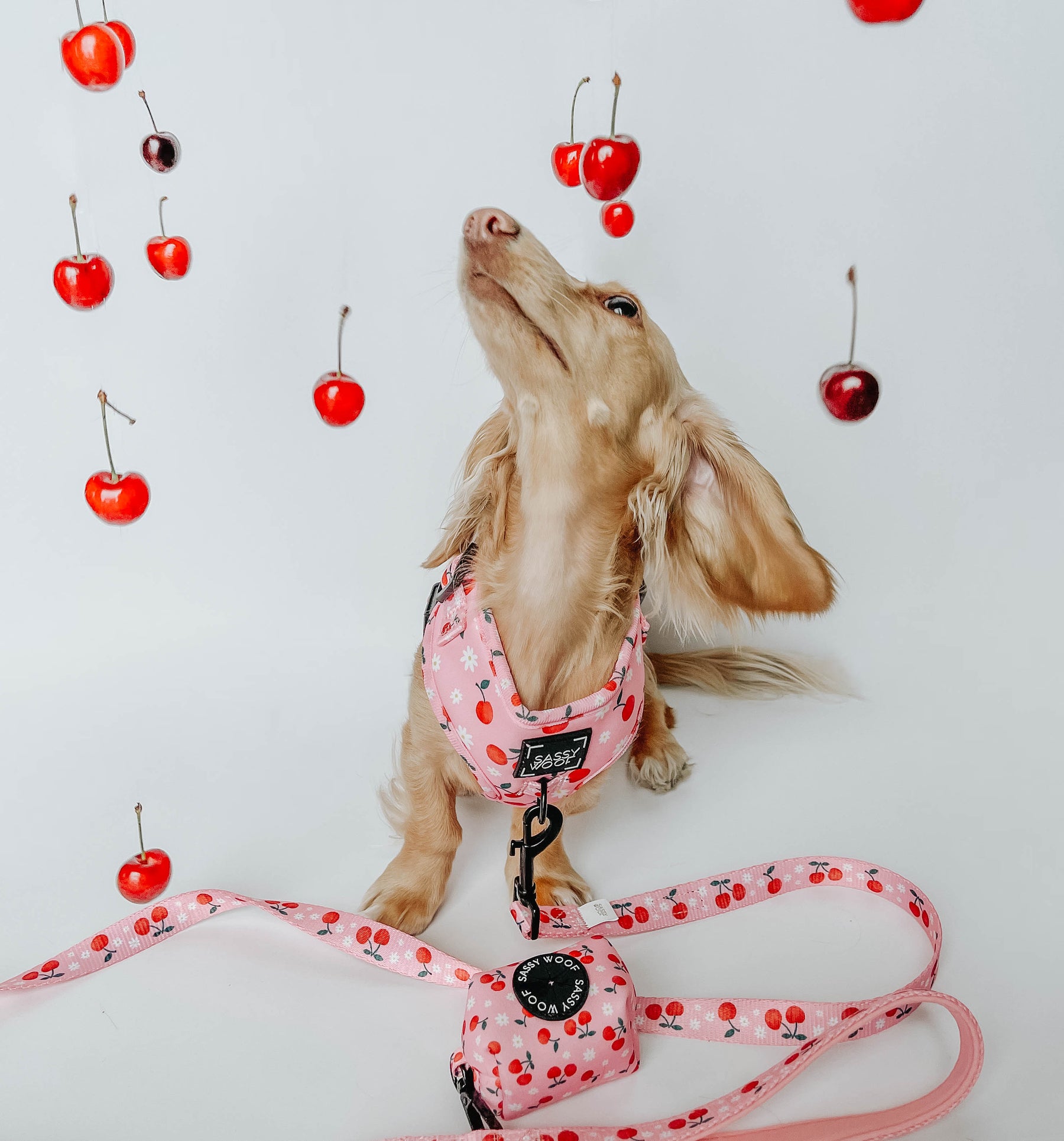 Dog Two Piece Bundle - Mon Chérry