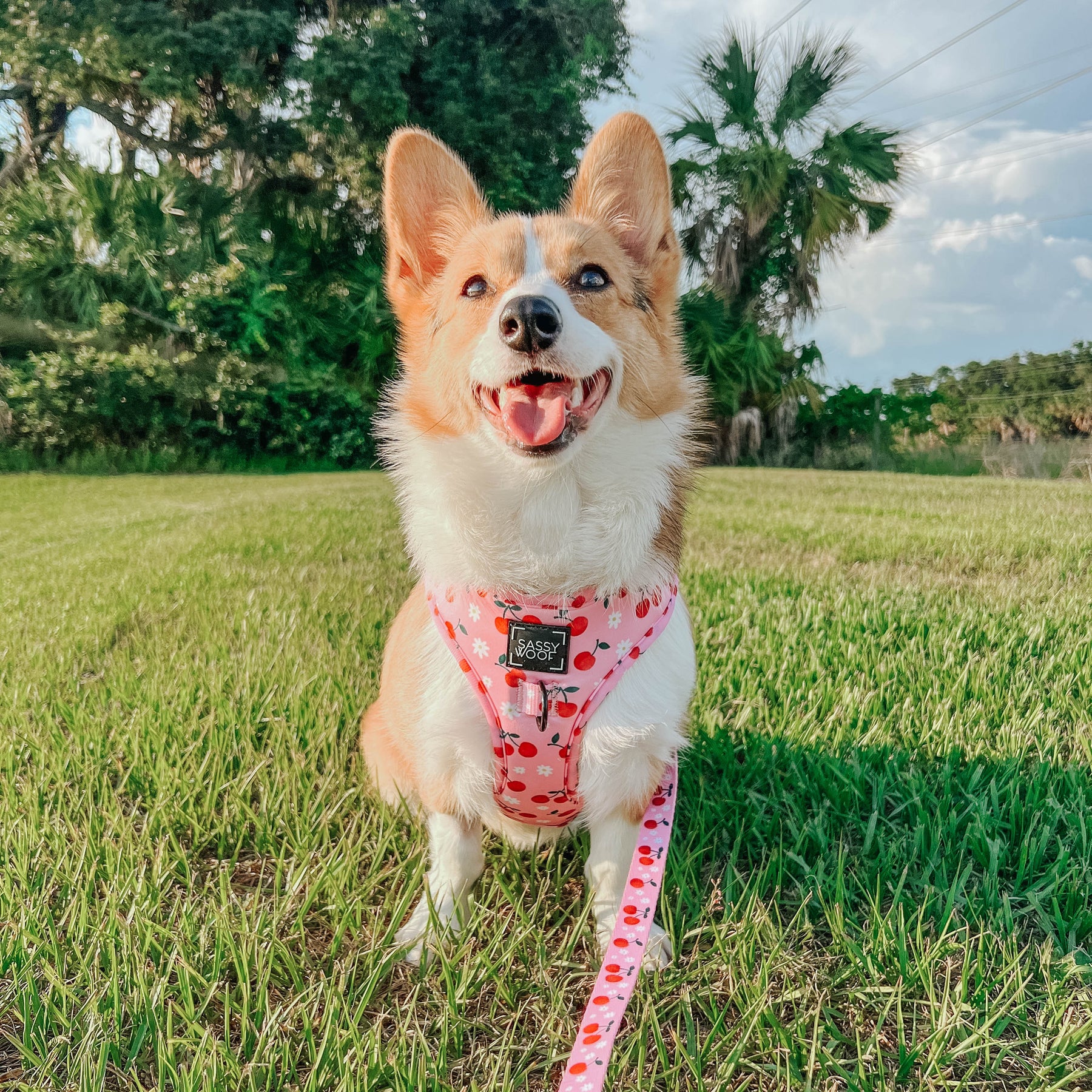 Dog Two Piece Bundle - Mon Chérry