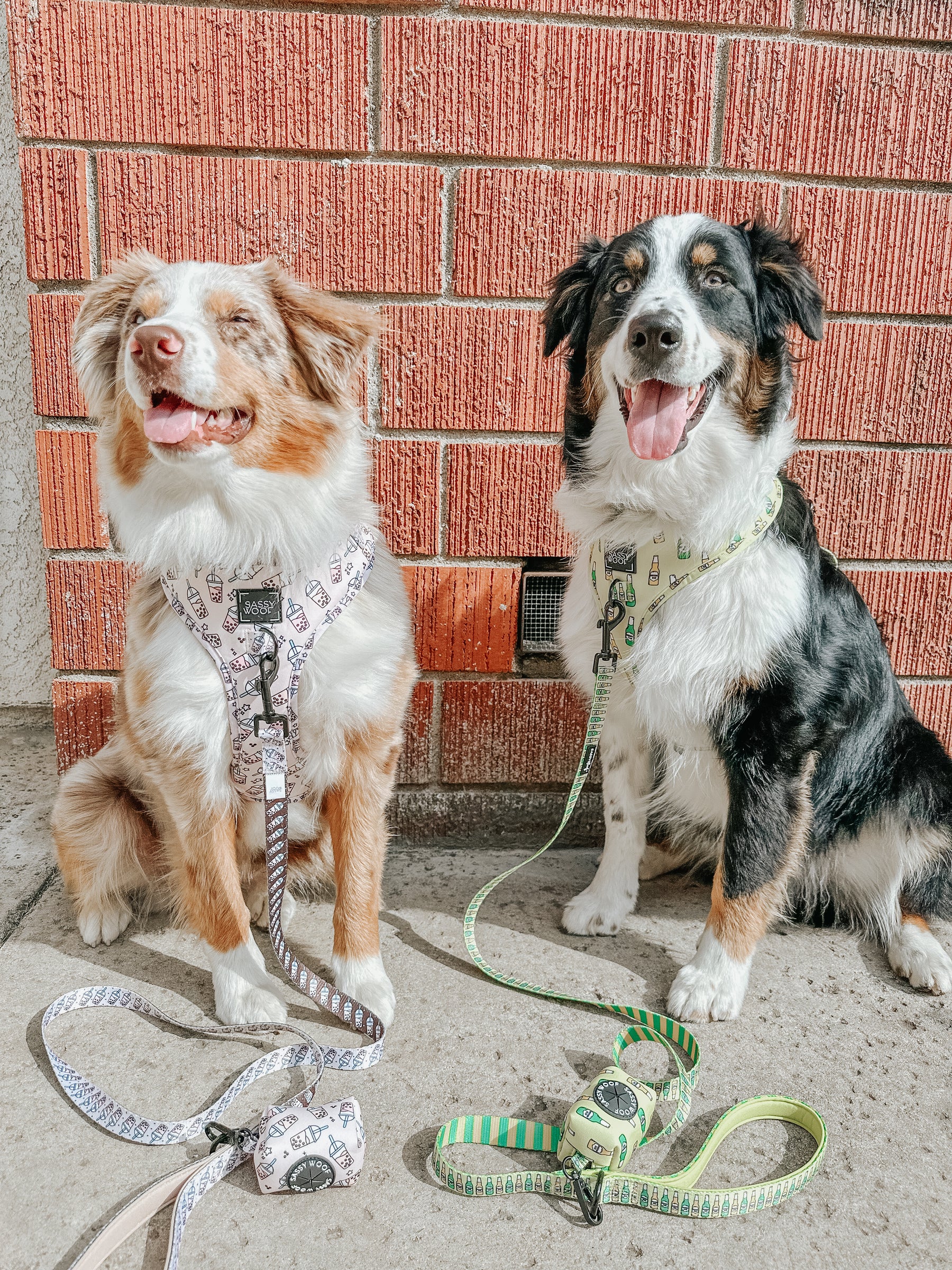 Dog Bundle - Spill the Tea
