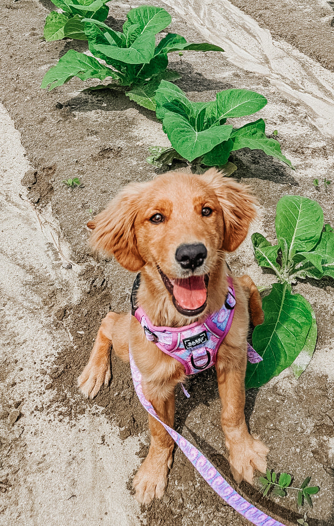 INFLUENCER_CONTENT | @KONA_AND_HONEY_THE_DOGS | SIZE S