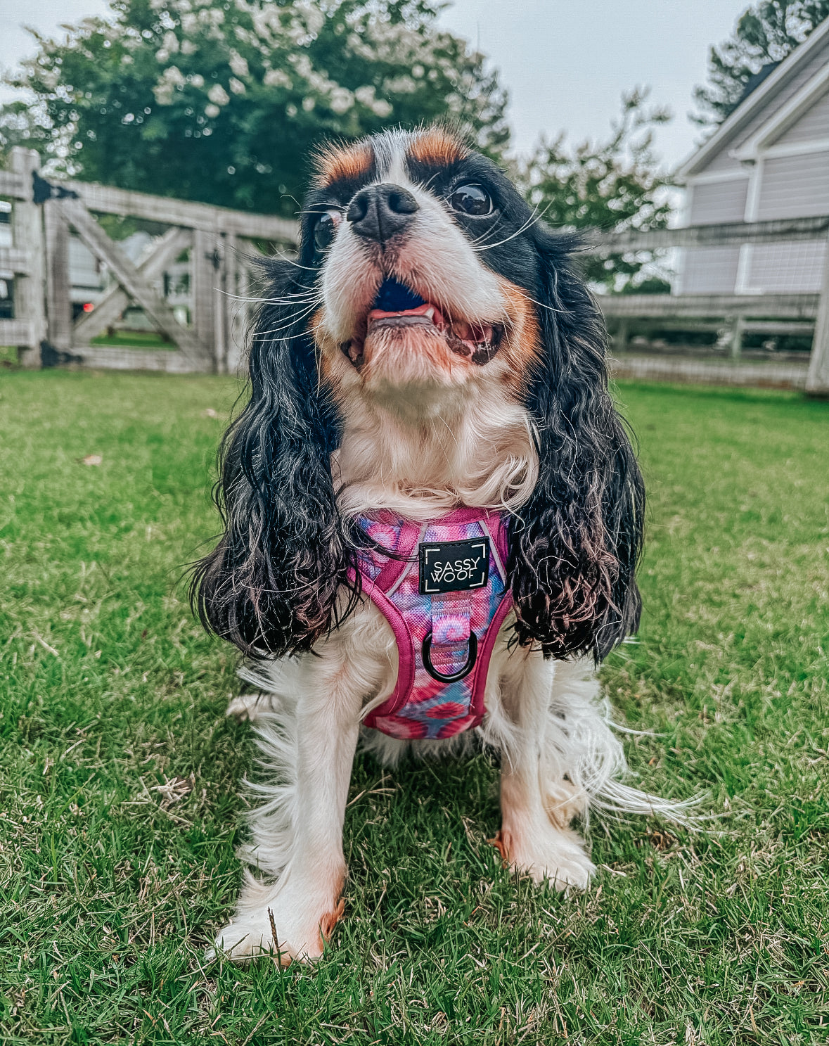 INFLUENCER_CONTENT | @OLLIE_AND_ANNIE_THE_CAVS | SIZE S