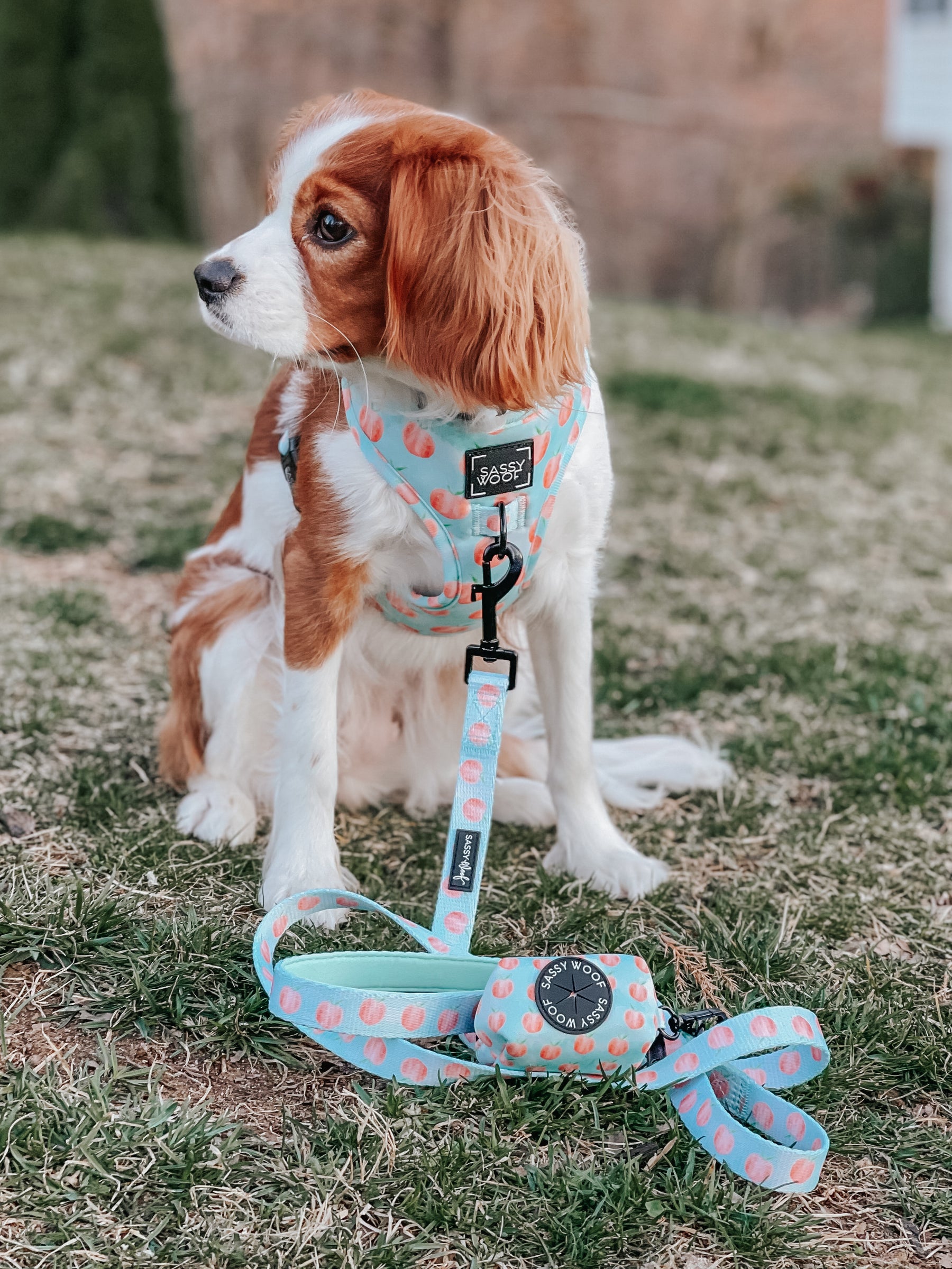 Dog Waste Bag Holder - Peach Please