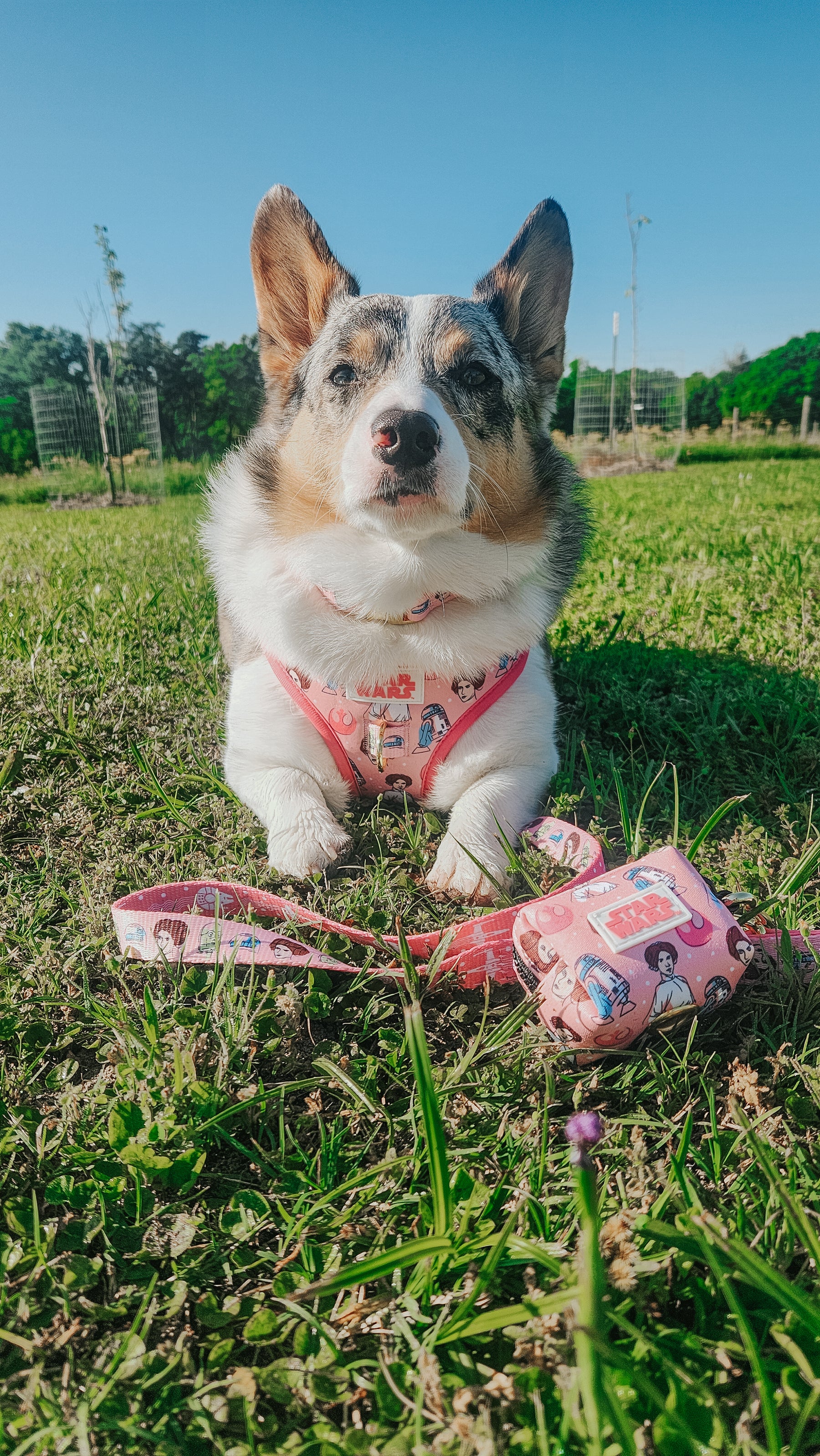 INFLUENCER_CONTENT | @PETUNIAJUNE_CORGI