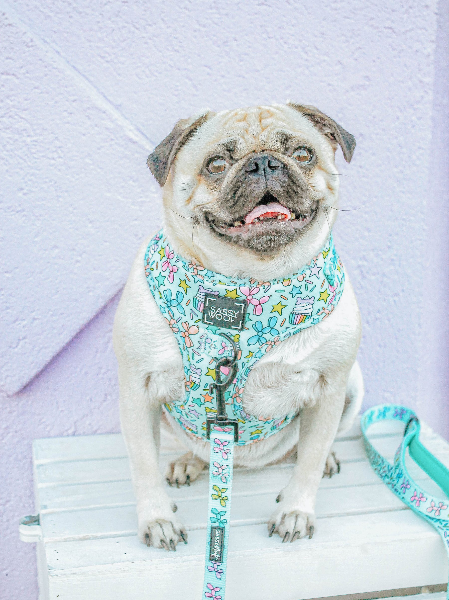 INFLUENCER_CONTENT | @LITTLEMISSYTHEPUG