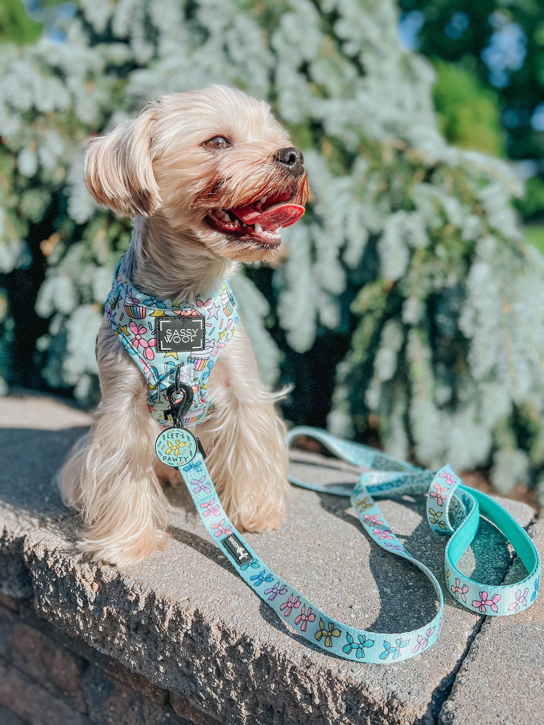 INFLUENCER_CONTENT | @ANDY_THEYORKIE