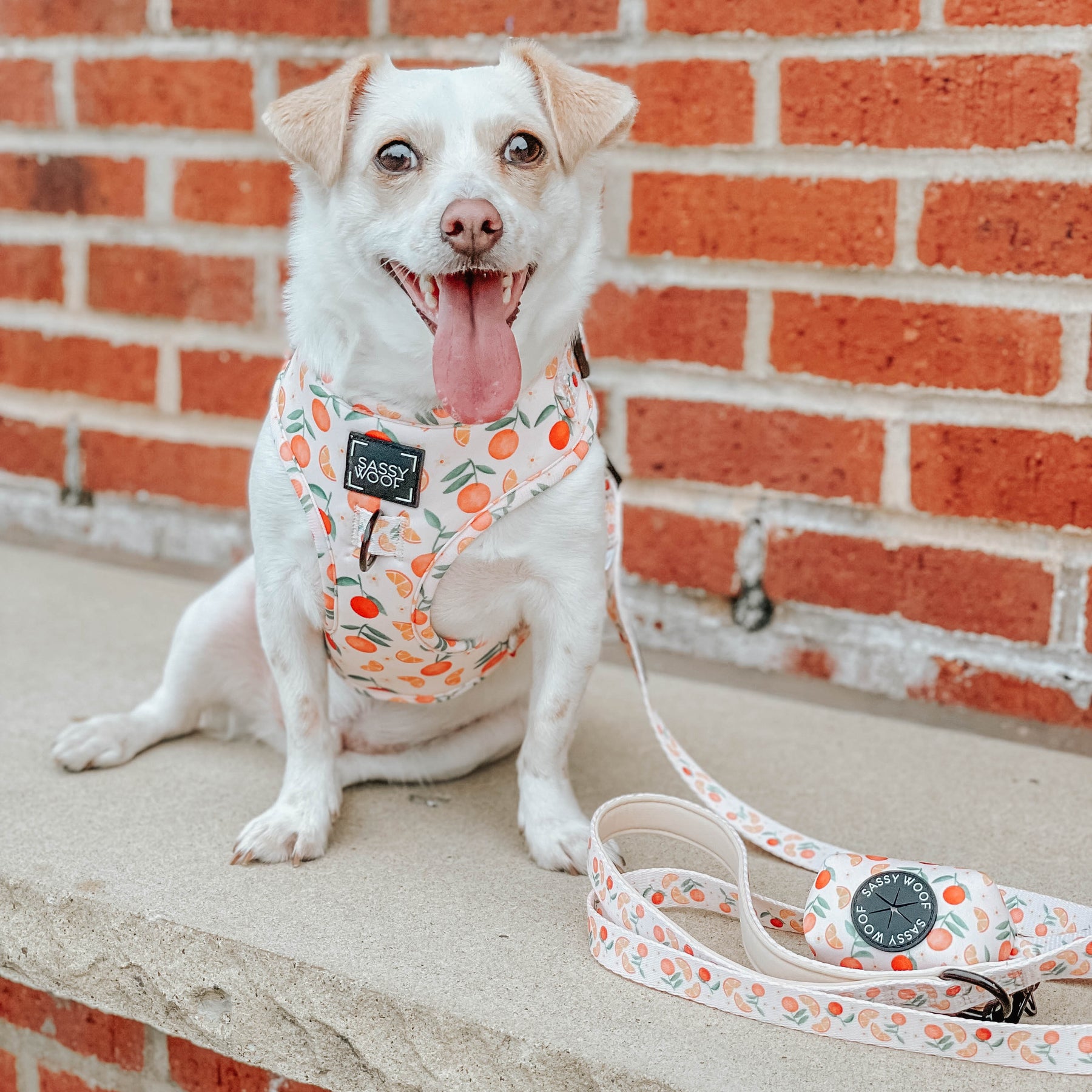 INFLUENCER_CONTENT | @TUG_THE)CHIWEENIE| SIZE XS