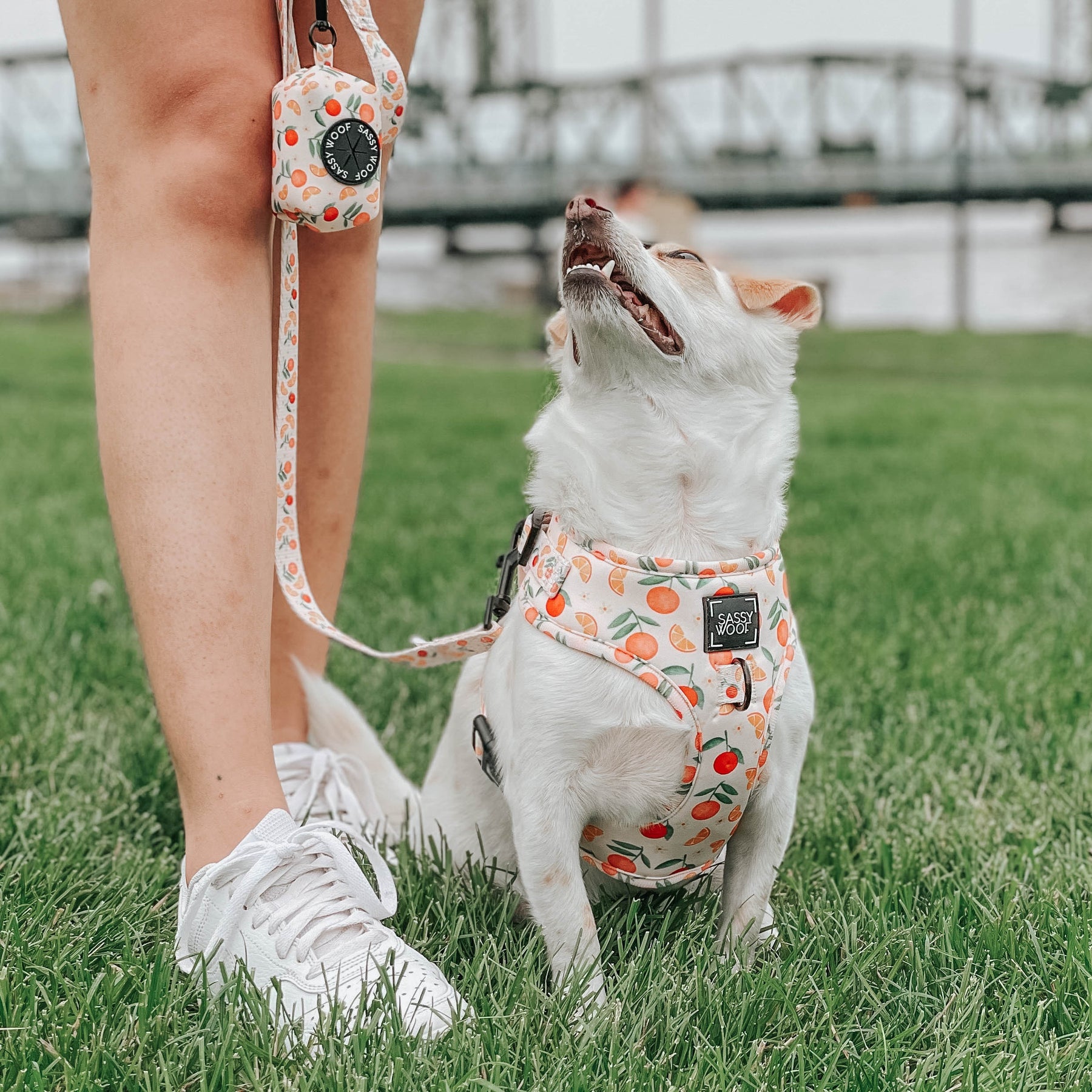 INFLUENCER_CONTENT | @TUG_THE_CHIWEENIE | XS