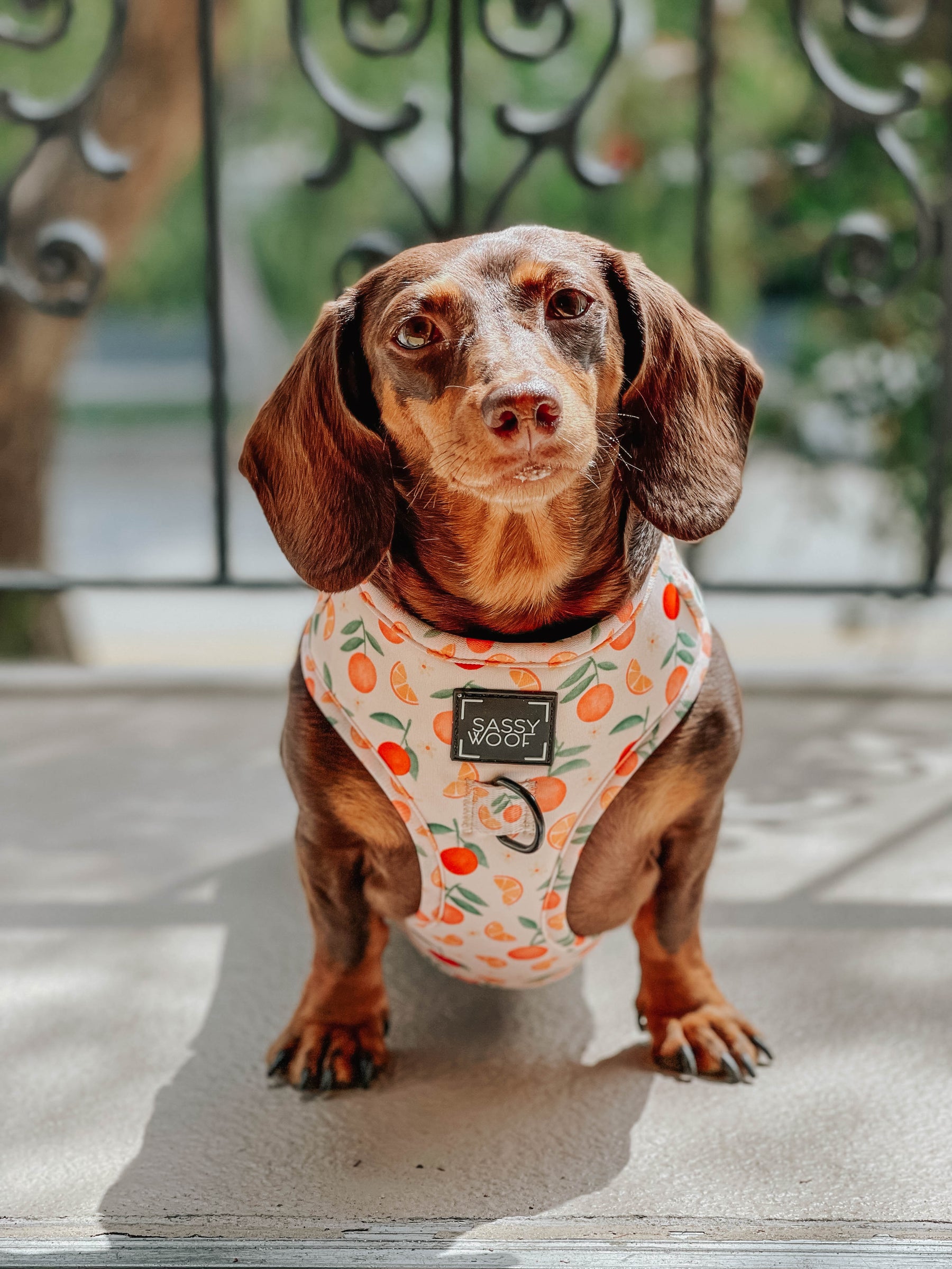 INFLUENCER_CONTENT | @PUMPKIN_WEENIE | SIZE S