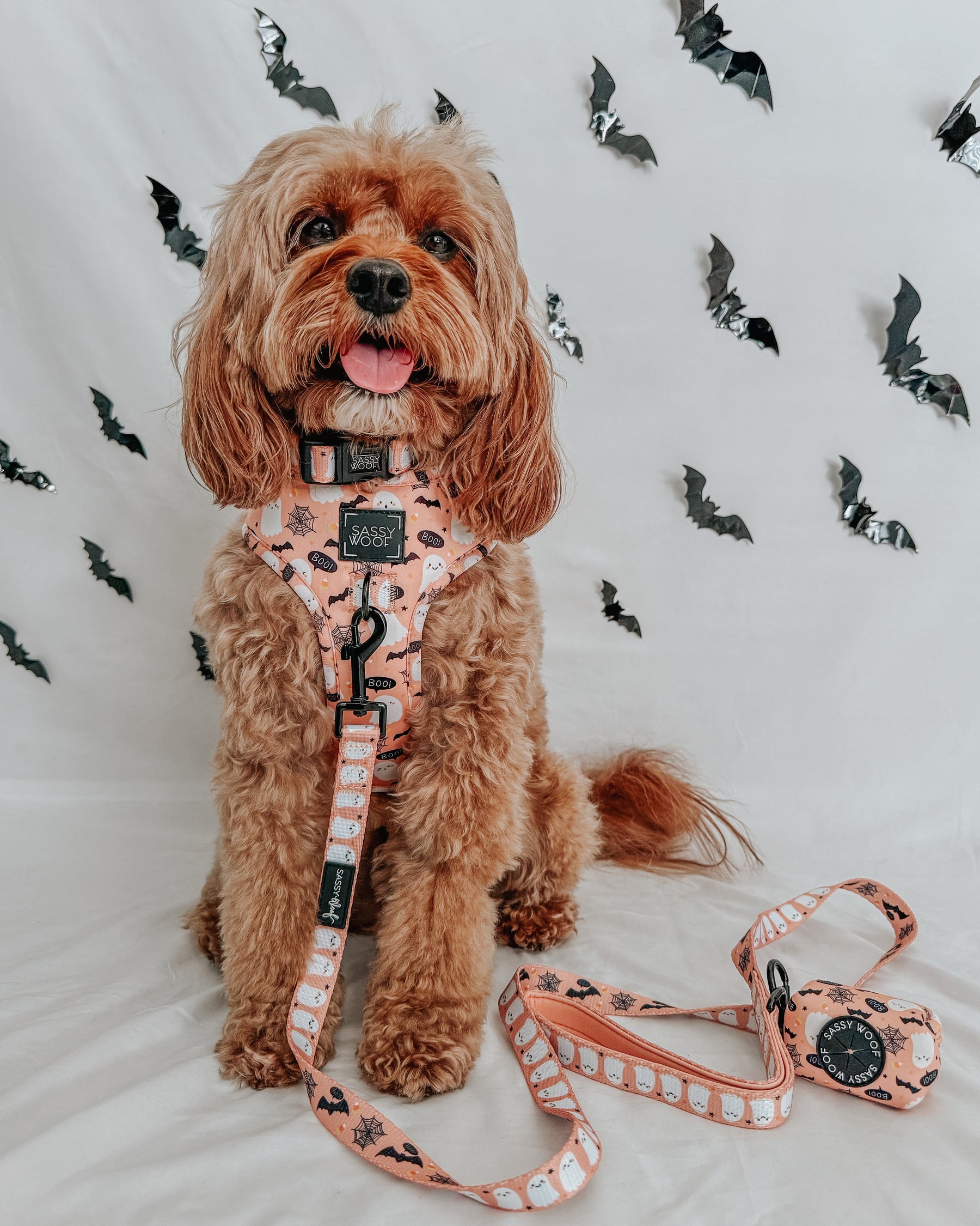 INFLUENCER_CONTENT | @SIT_OLLIE_SIT | SIZE M & M
