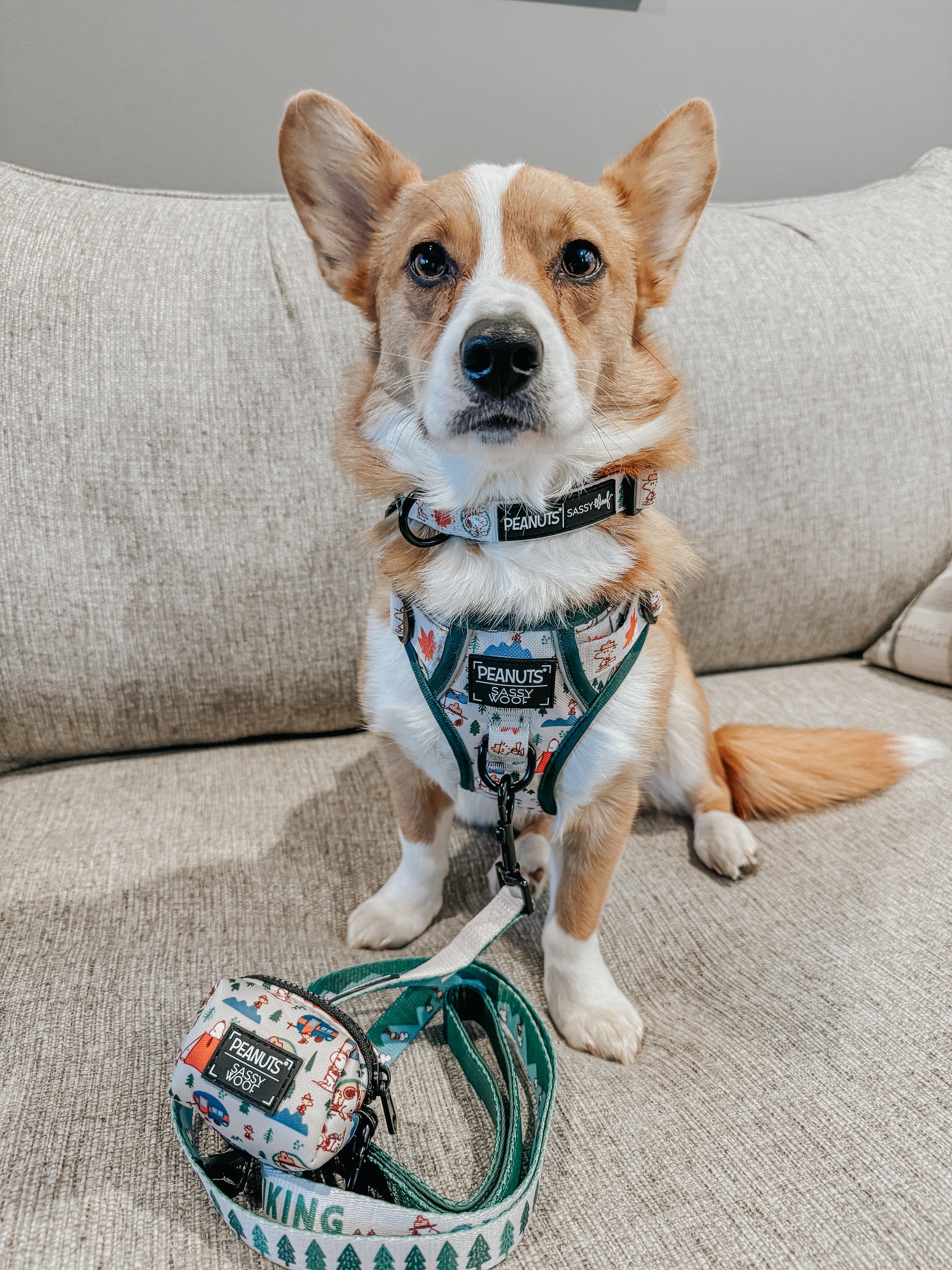 INFLUENCER_CONTENT | @TATERTHECORGI23