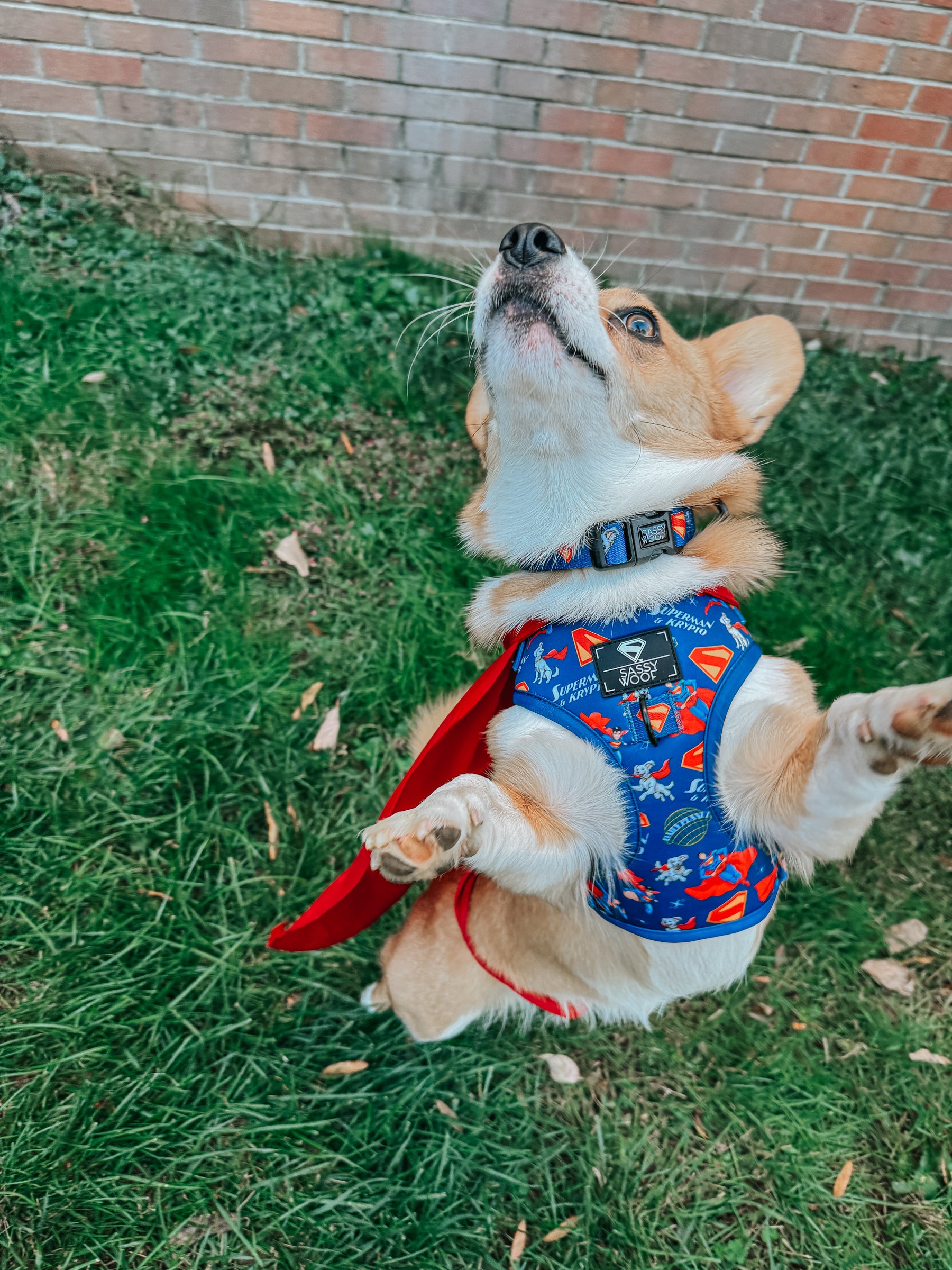 INFLUENCER_CONTENT | @TATERTHECORGI23 | SIZE S
