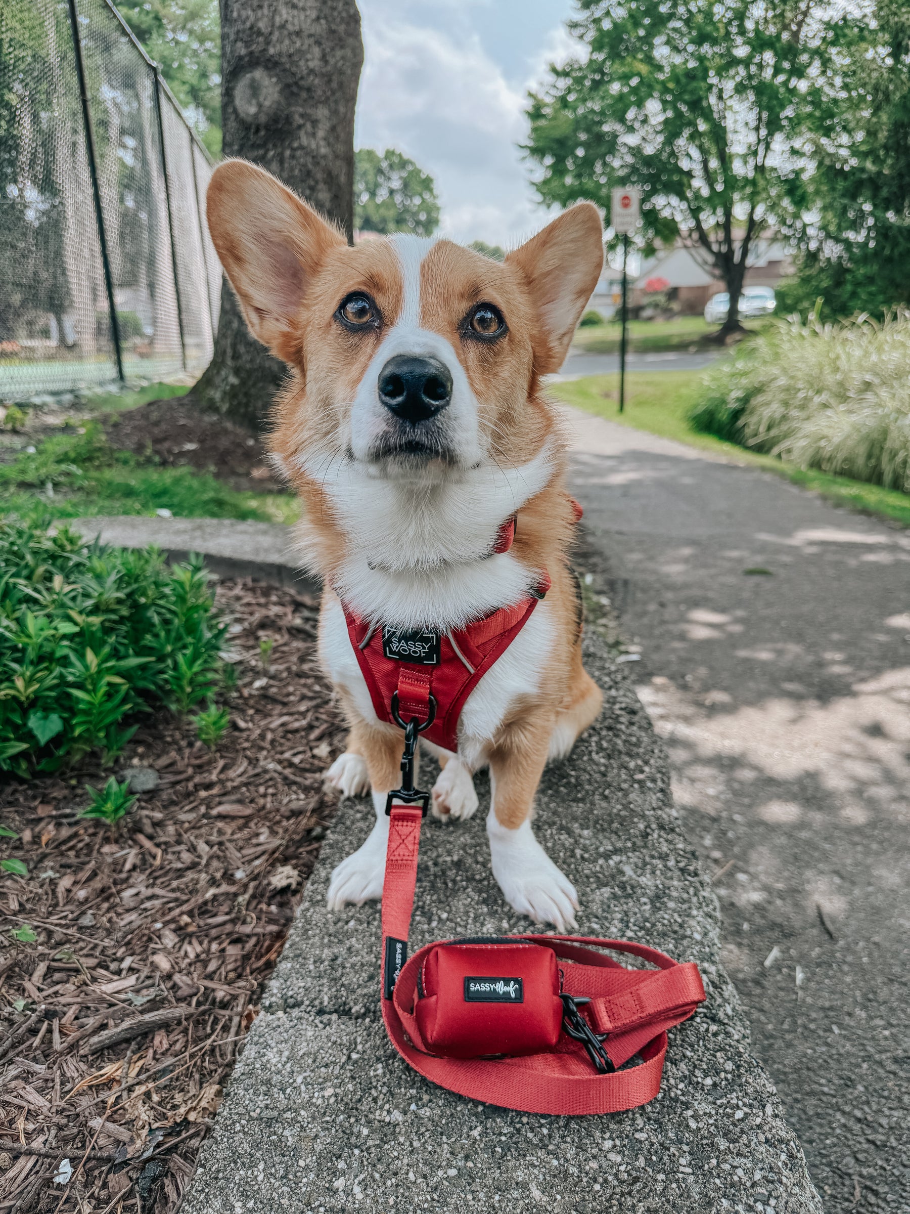 INFLUENCER_CONTENT | @TATERTHECORGI23 | SIZE M