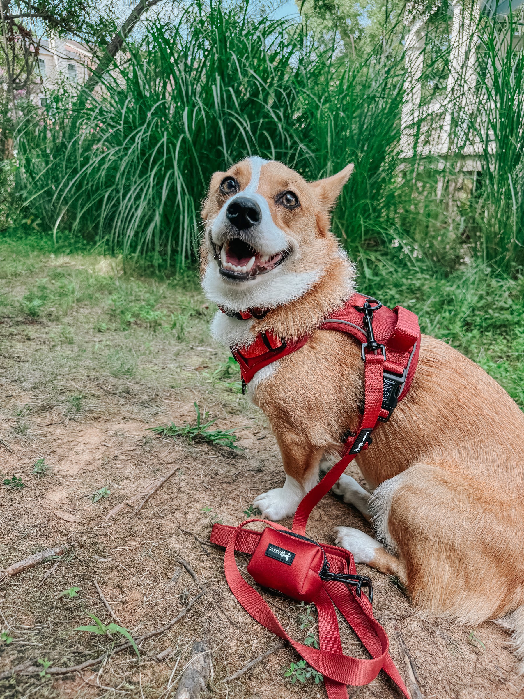 INFLUENCER_CONTENT | @TATERTHECORGI23
