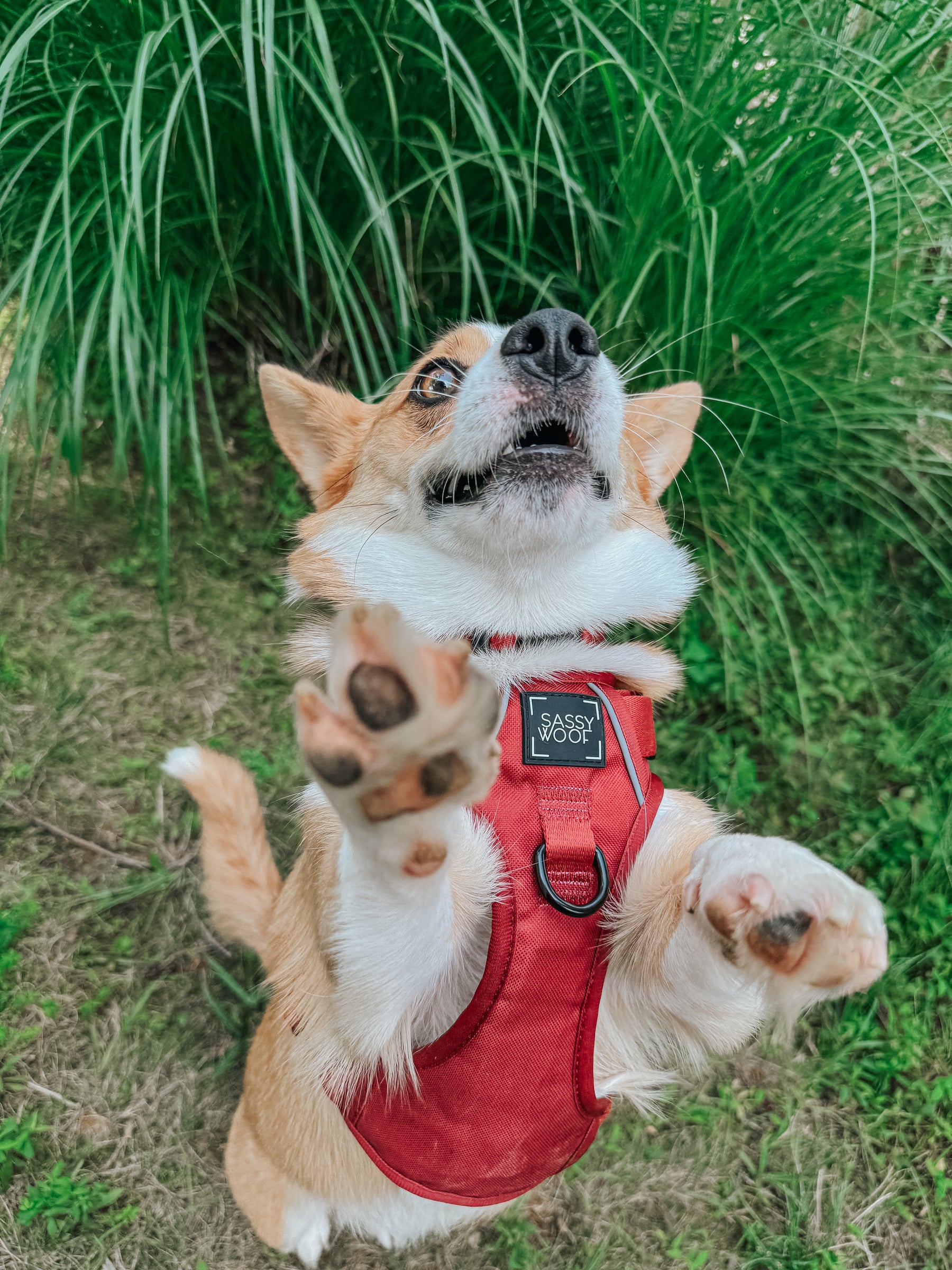 INFLUENCER_CONTENT | @TATERTHECORGI23 | SIZE M