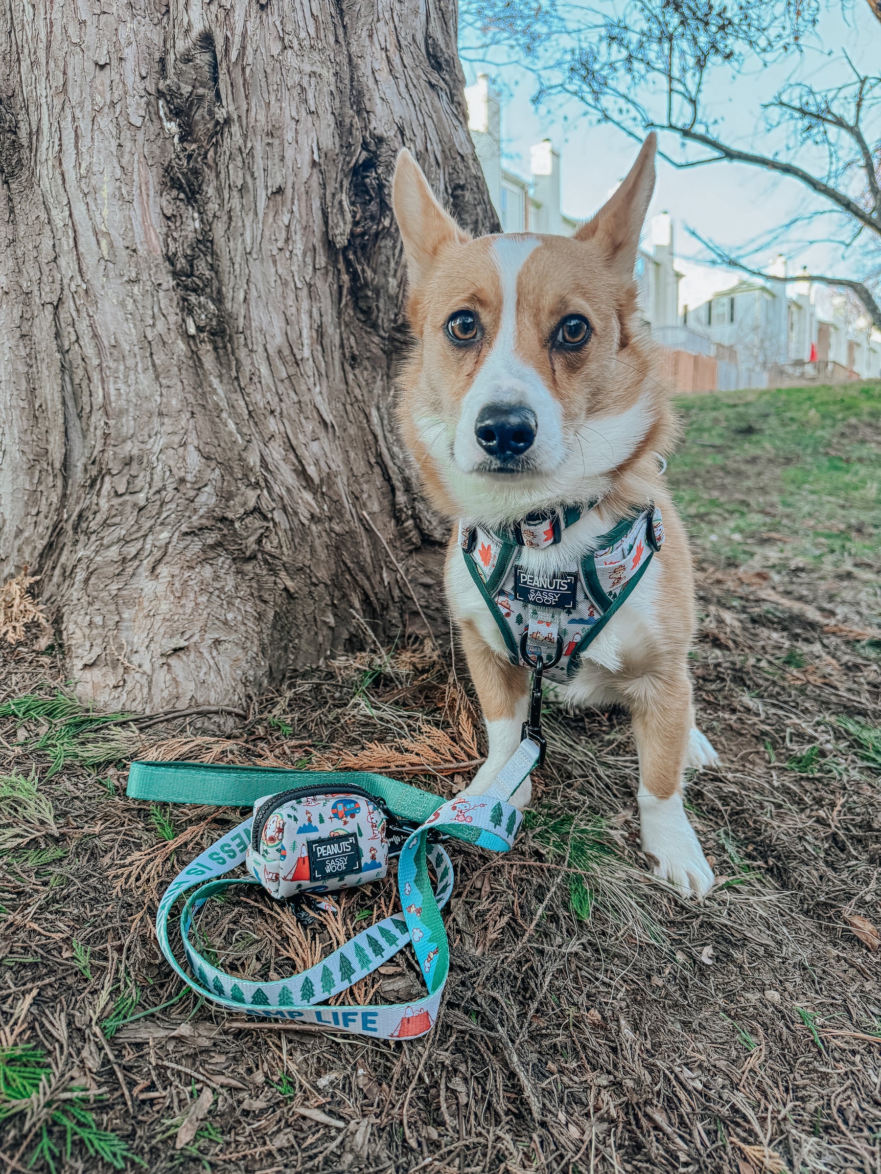INFLUENCER_CONTENT | @TATERTHECORGI23 | SIZE M & M