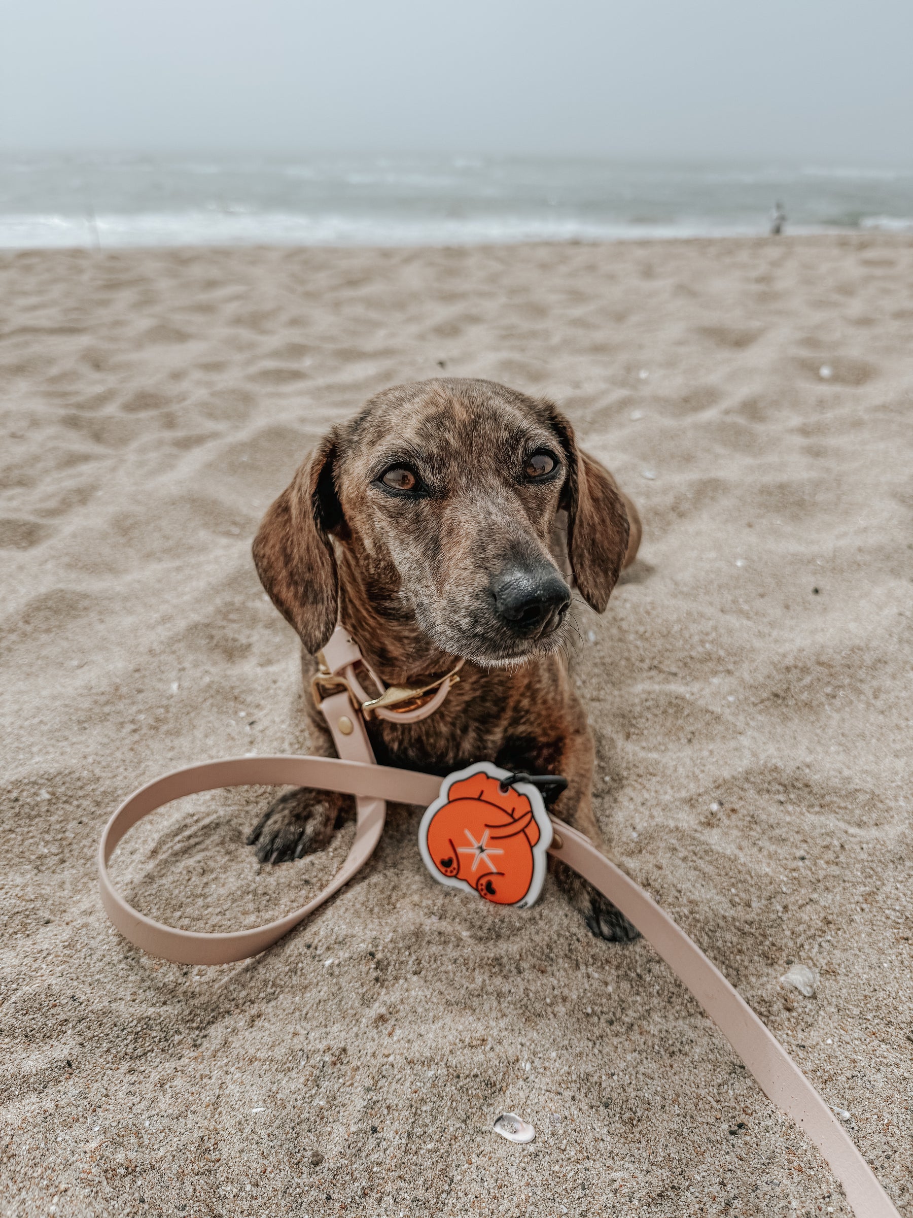 INFLUENCER_CONTENT | @THE_DOXIESQUAD