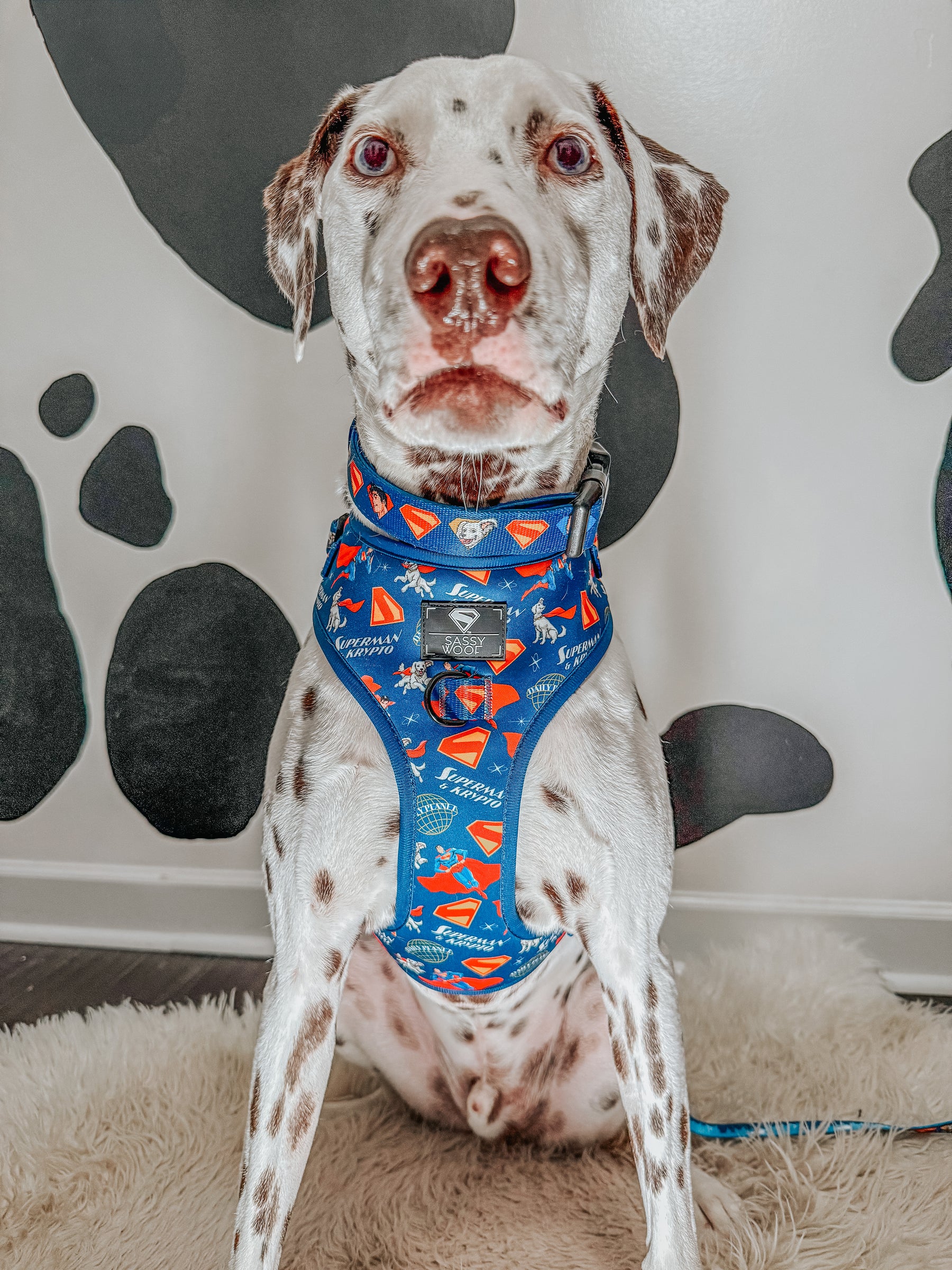 INFLUENCER_CONTENT | @THE.HERO.DOGS | SIZE L