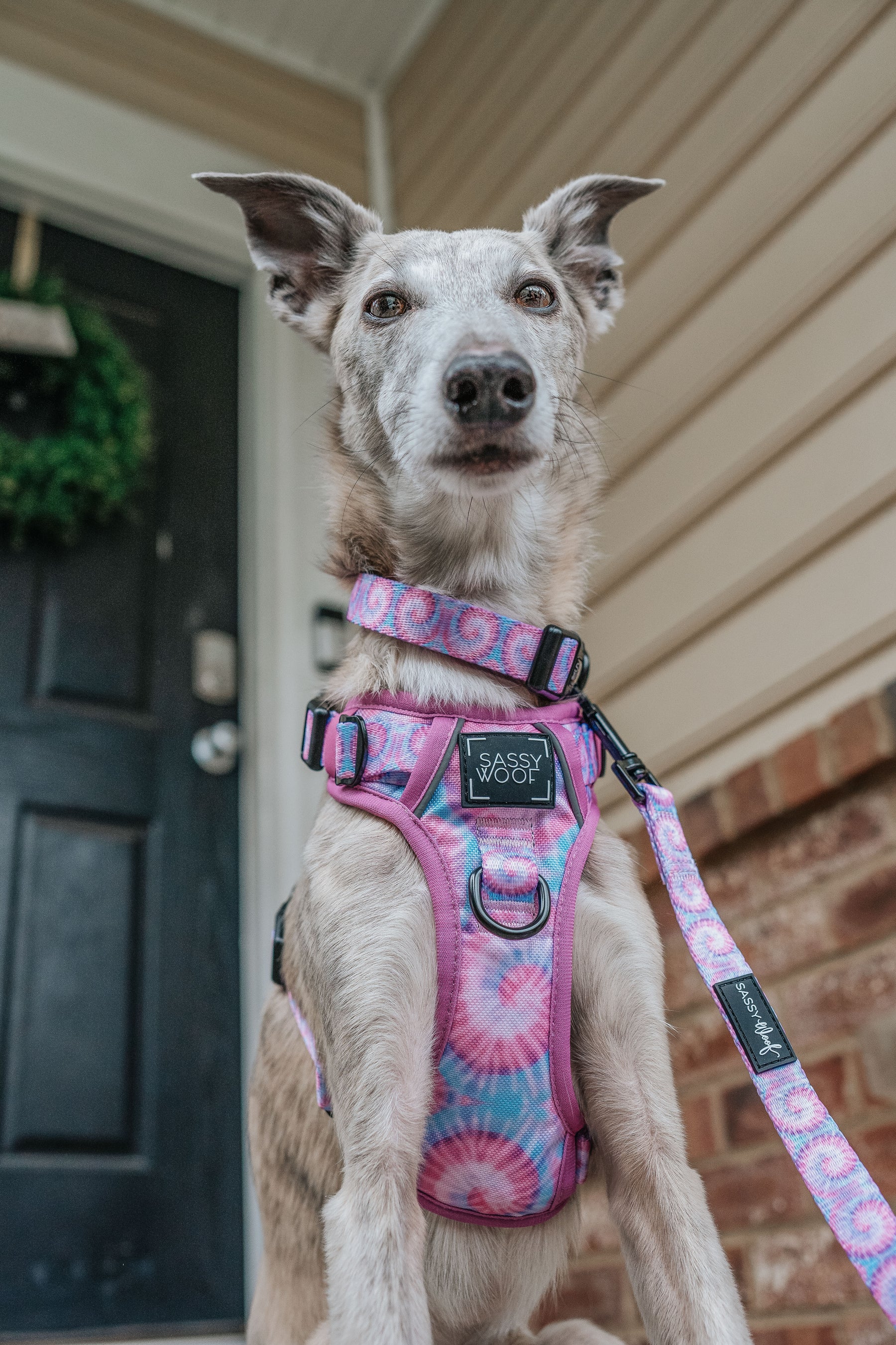 INFLUENCER_CONTENT | @THE.HERO.DOGS | SIZE S