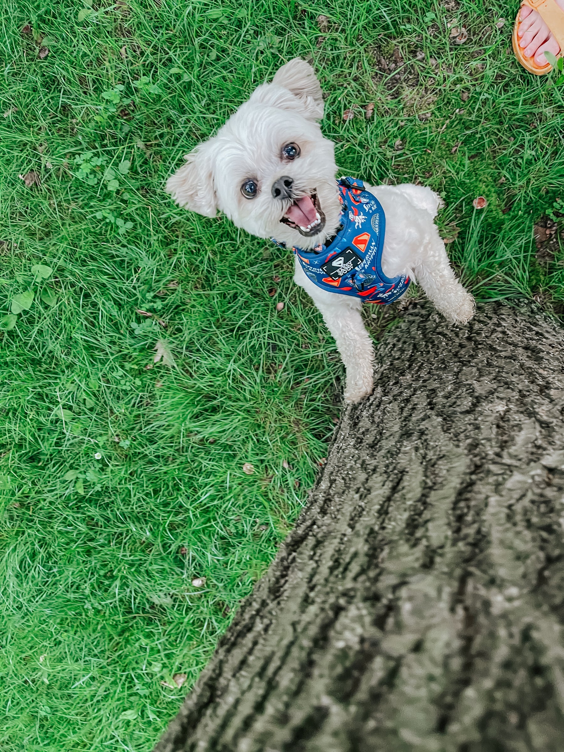 INFLUENCER_CONTENT | @THEPUPNAMEDPJ | SIZE XS