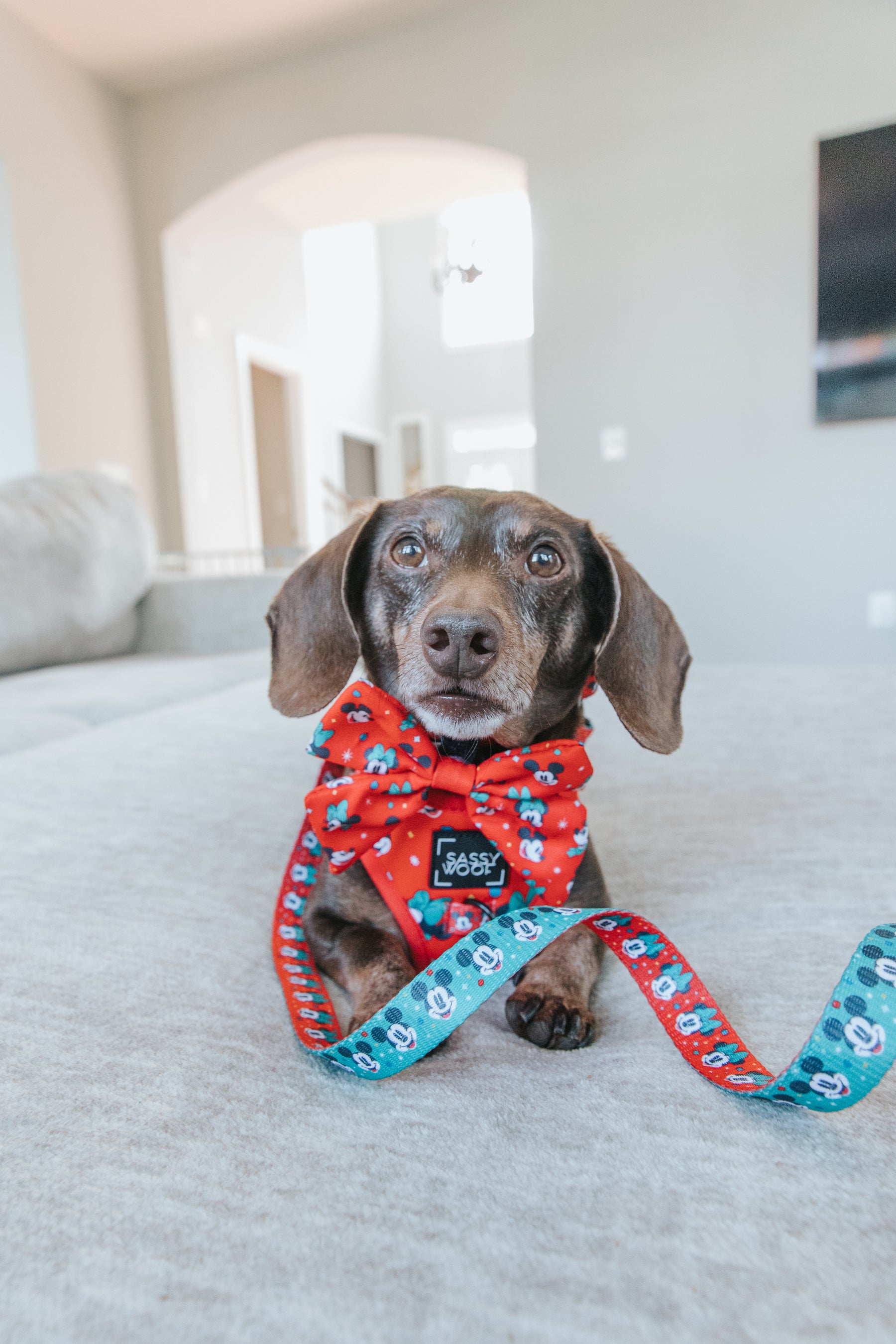 INFLUENCER_CONTENT | @WINSTONTHEDOX