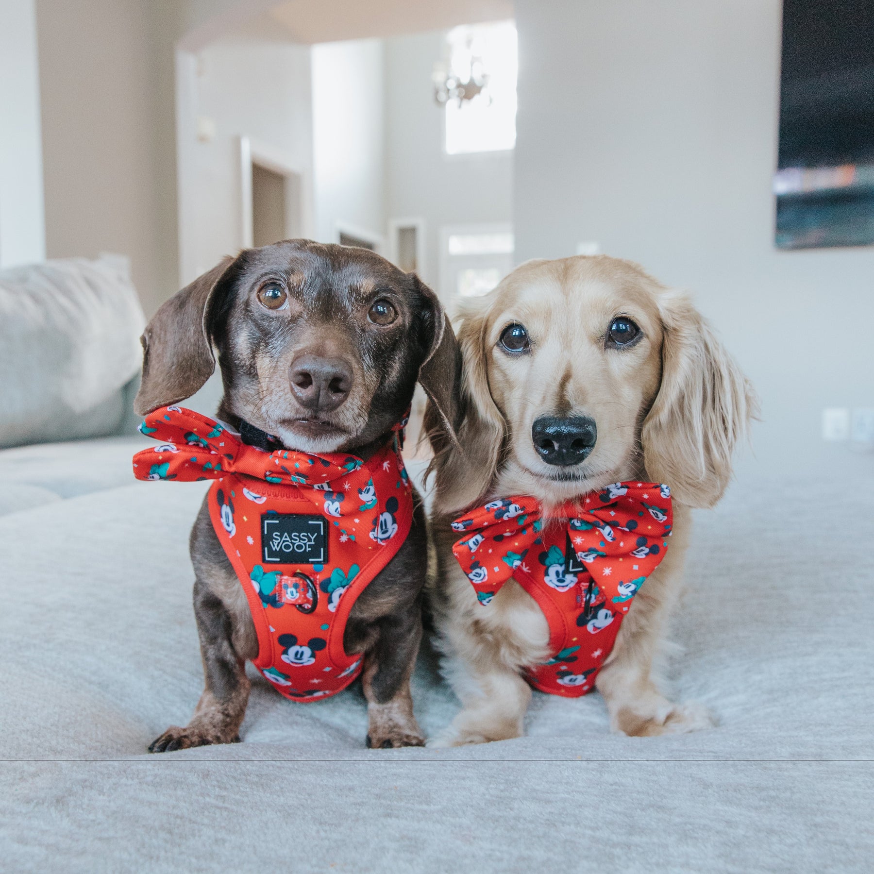 Dog Sailor Bow - Disney Holiday Collection