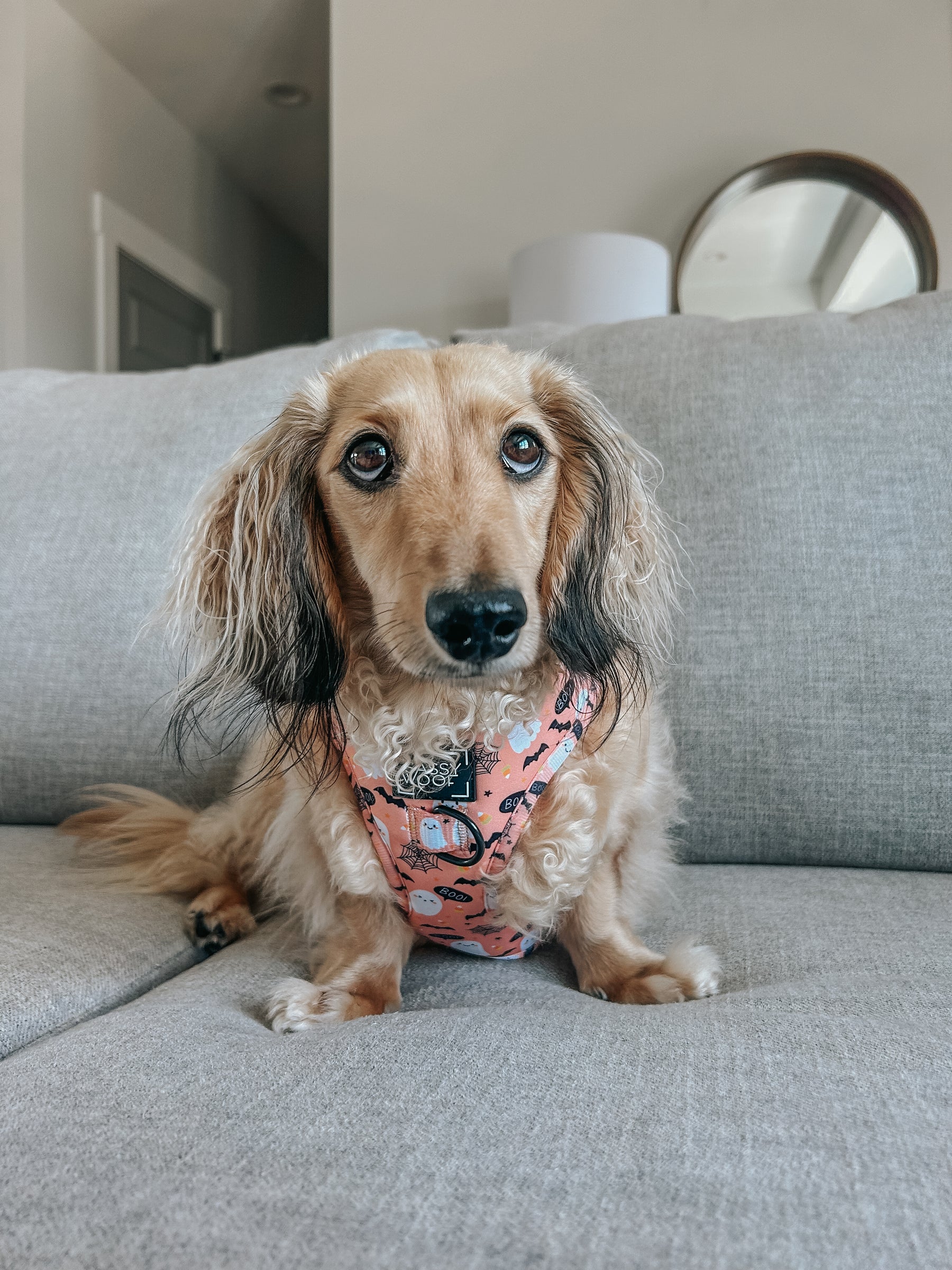 INFLUENCER_CONTENT | @WINSTONTHEWEENIEMAN | SIZE S & XS