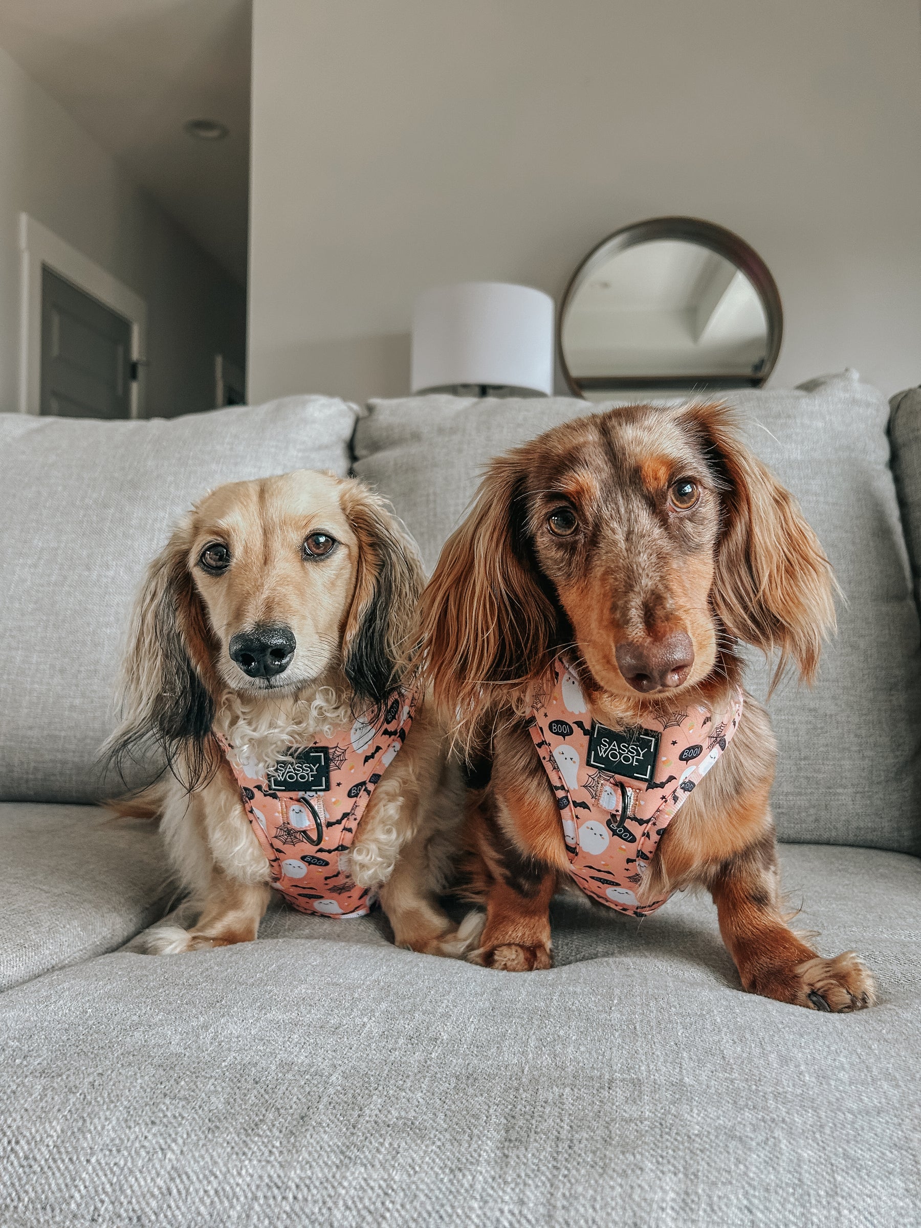 INFLUENCER_CONTENT | @WINSTONTHEWEENIEMAN @ARCHIETHEWEENIEBOY | SIZE XS,S