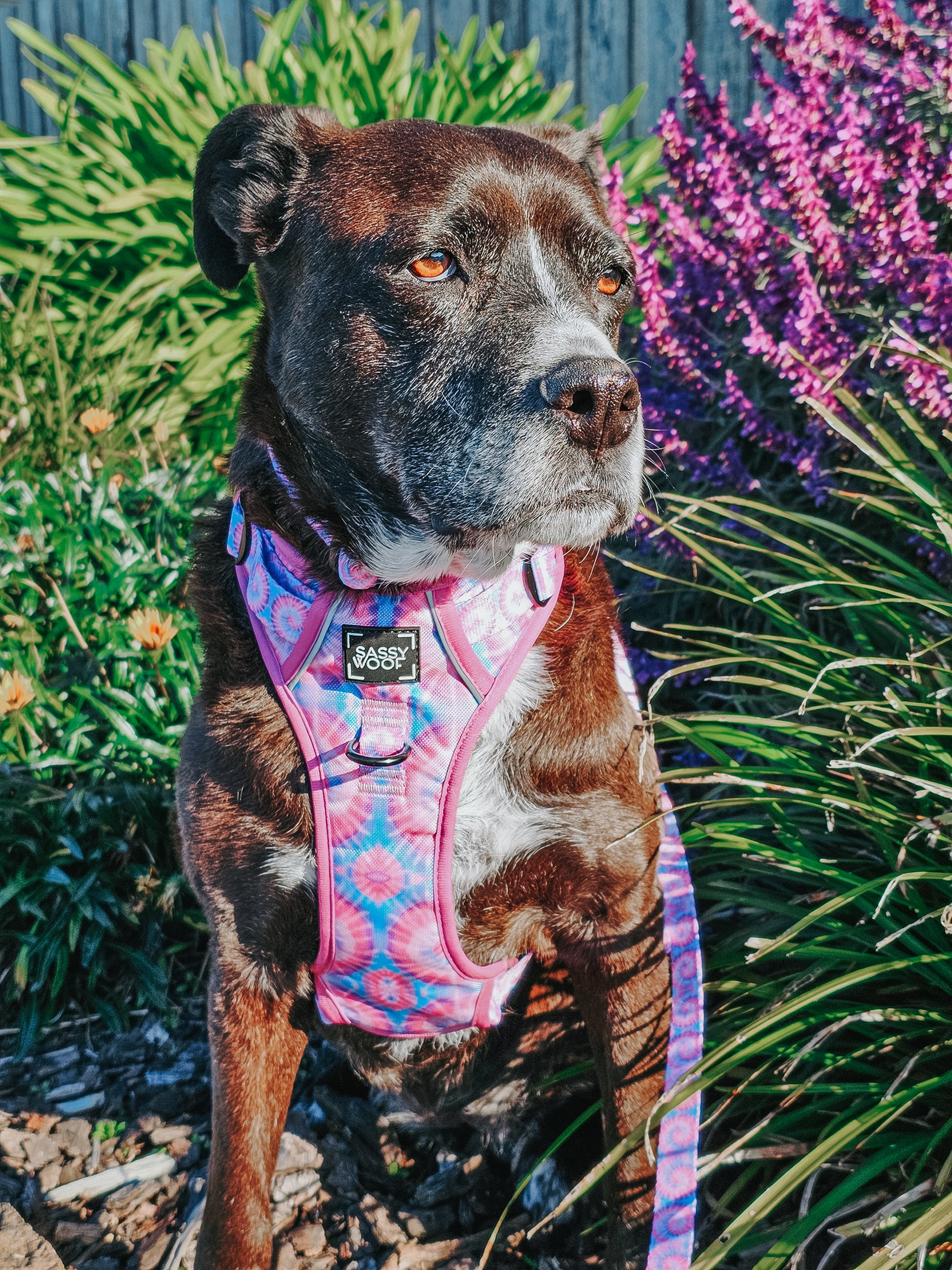 INFLUENCER_CONTENT | @XENA_AND_NOVA_STAFFYS | SIZE L