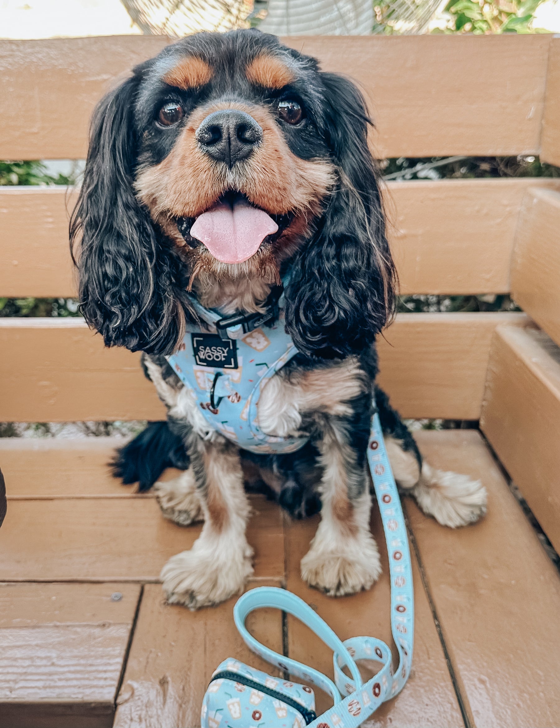INFLUENCER_CONTENT | @THATDOGBODHI