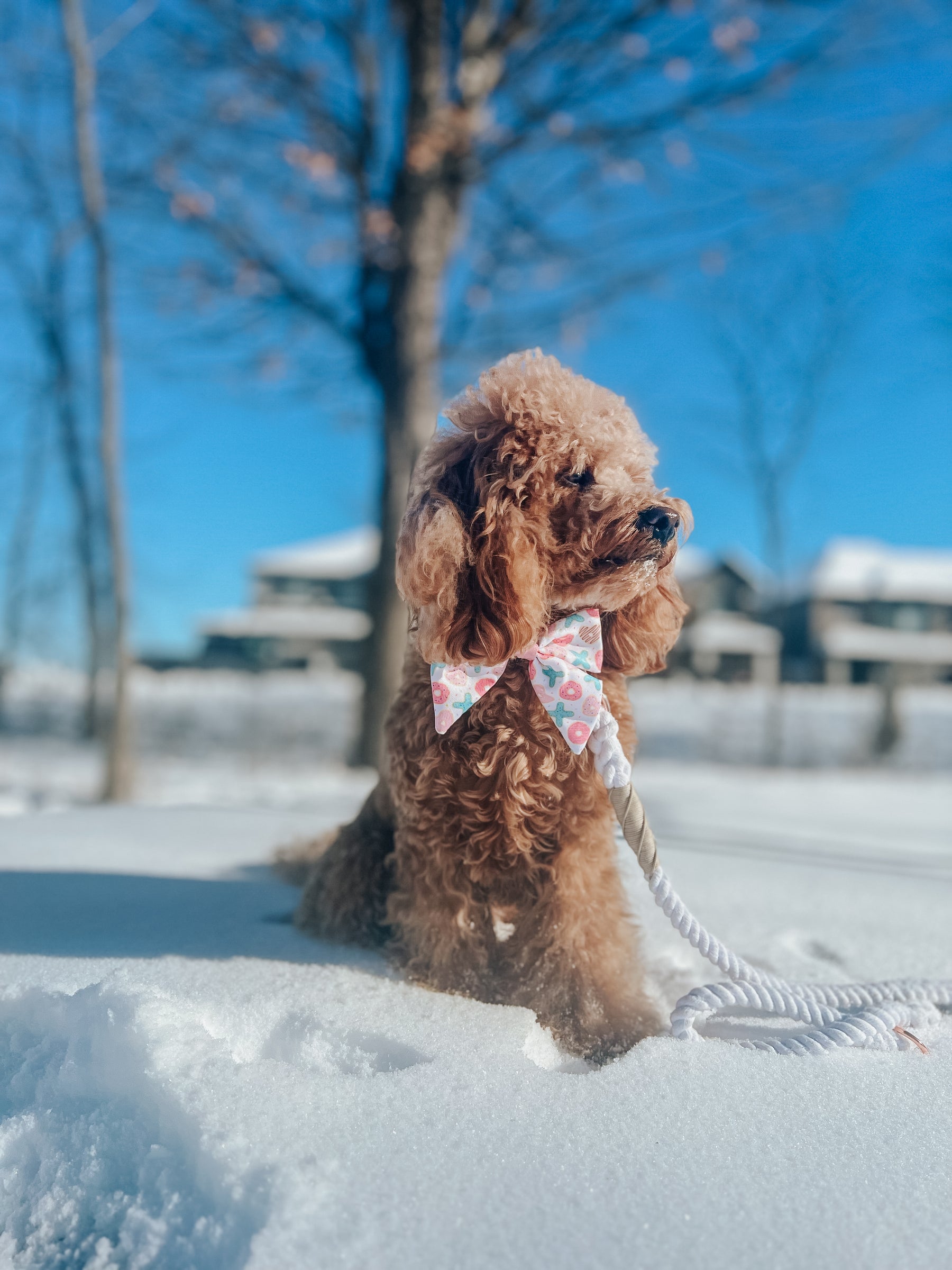 INFLUENCER_CONTENT | @GEORGIE.THECAVAPOO |