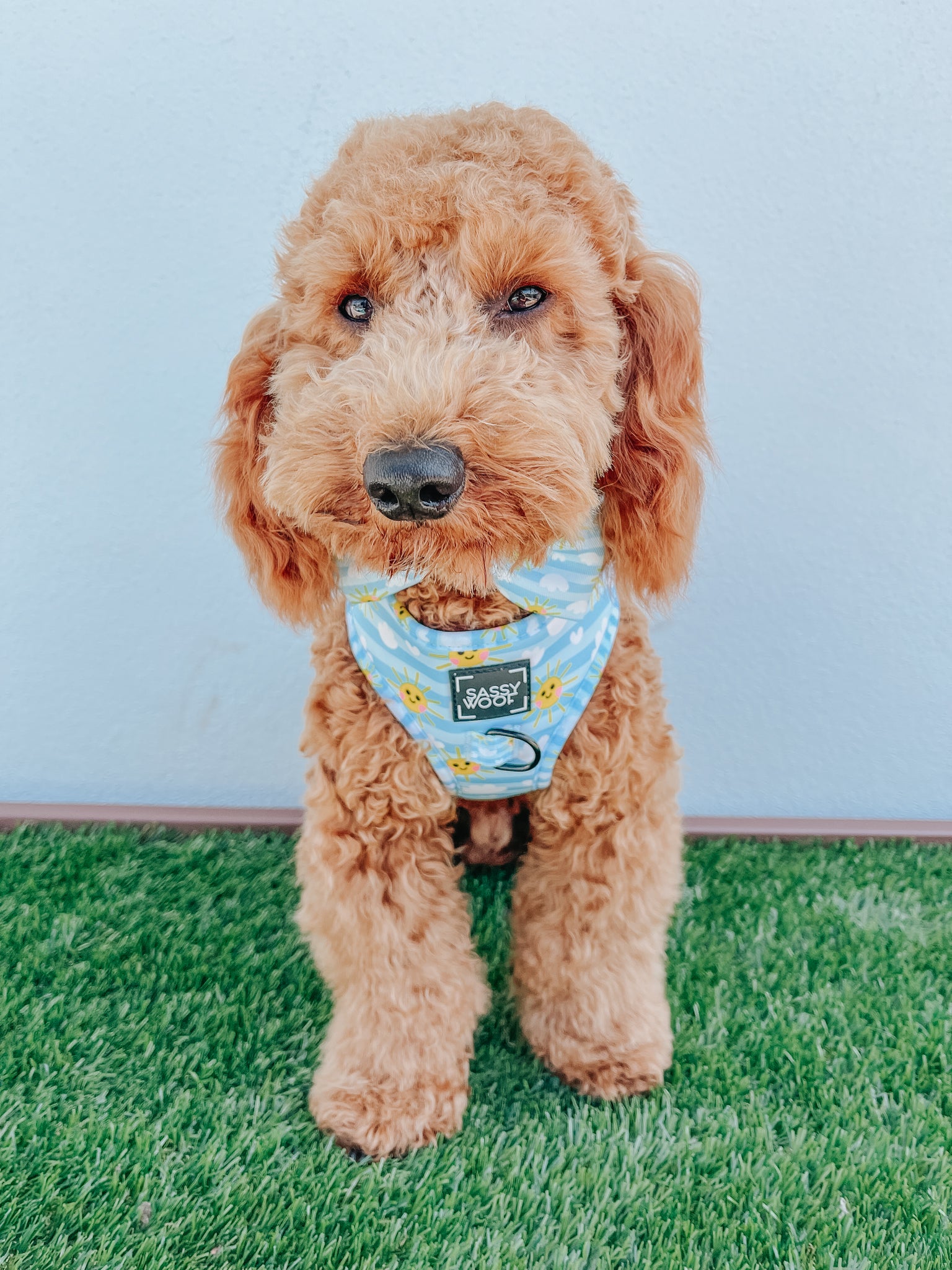 INFLUENCER_CONTENT | @GOLDENDAYSWITHMYDOODLE