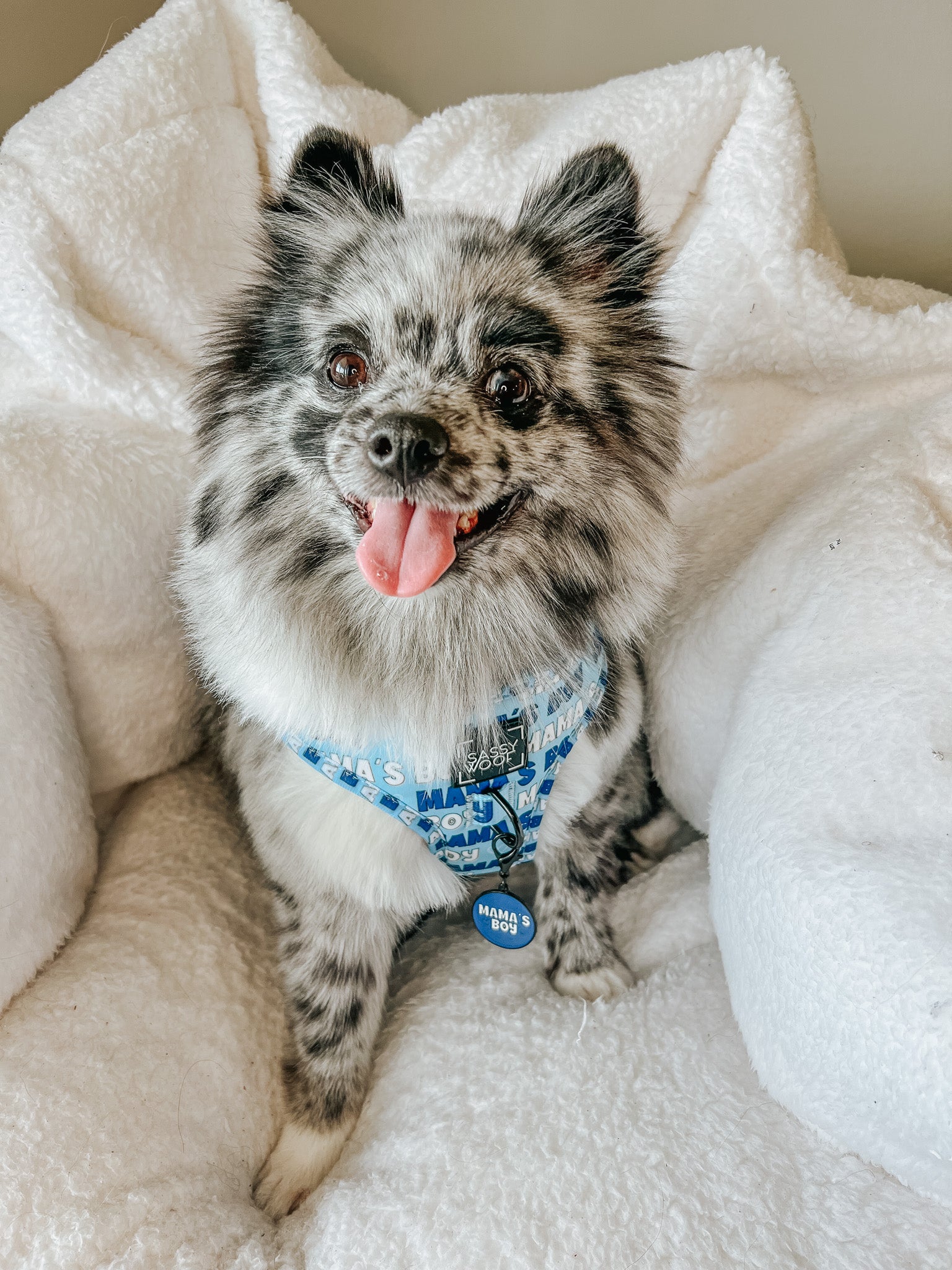 INFLUENCER_CONTENT | @BABY_BLUE_MERLE