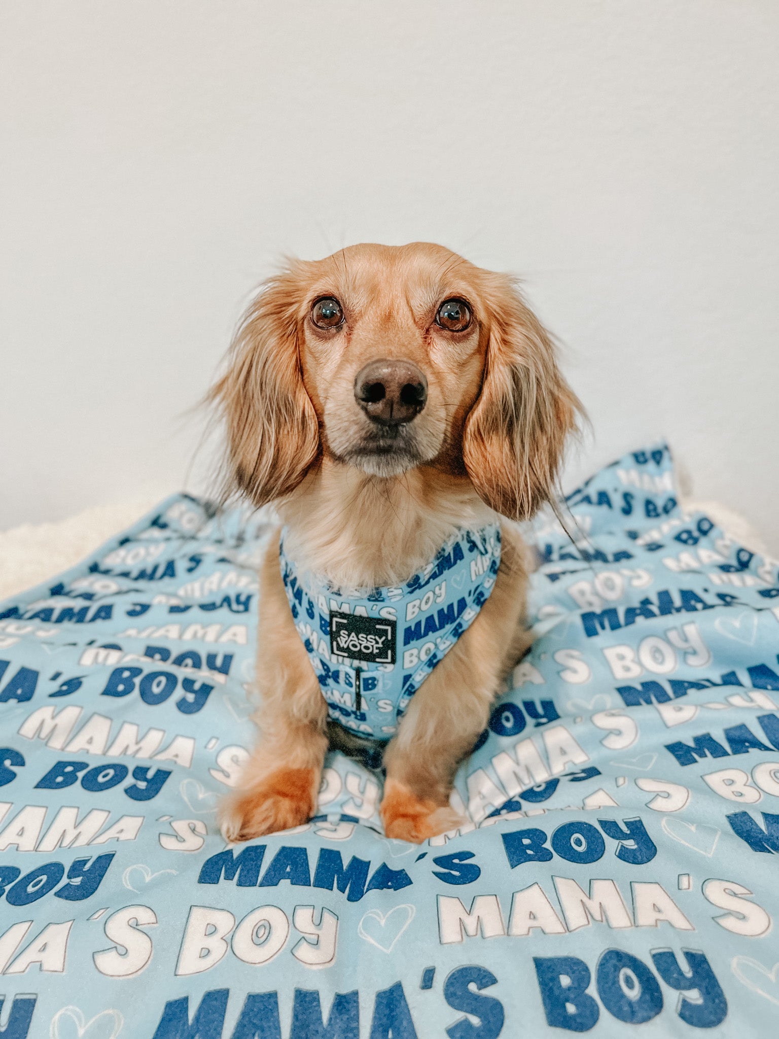 INFLUENCER_CONTENT | @DASH_THEDOXIE | SIZE XS