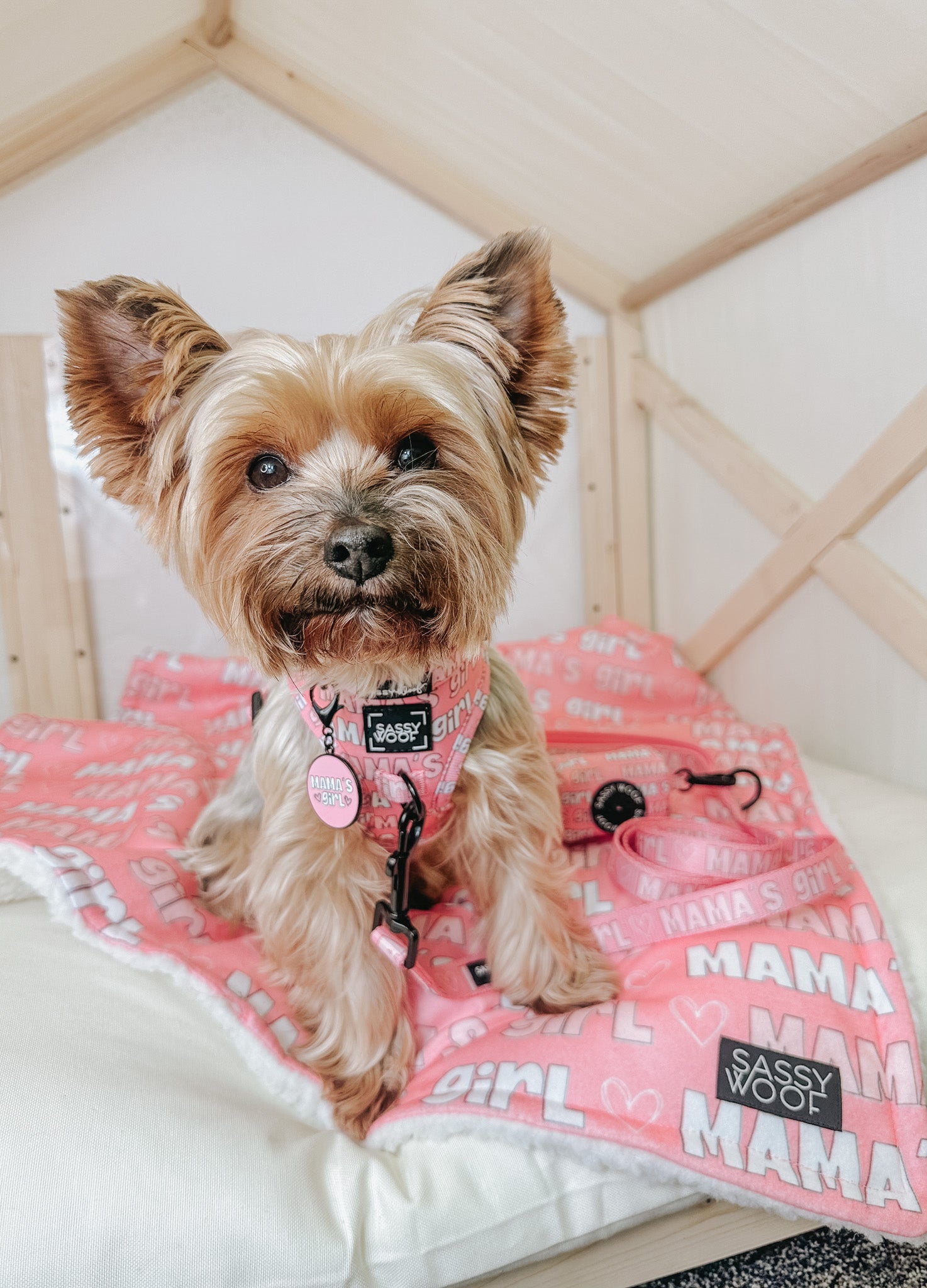 INFLUENCER_CONTENT | @EEVEE.THE.YORKIE