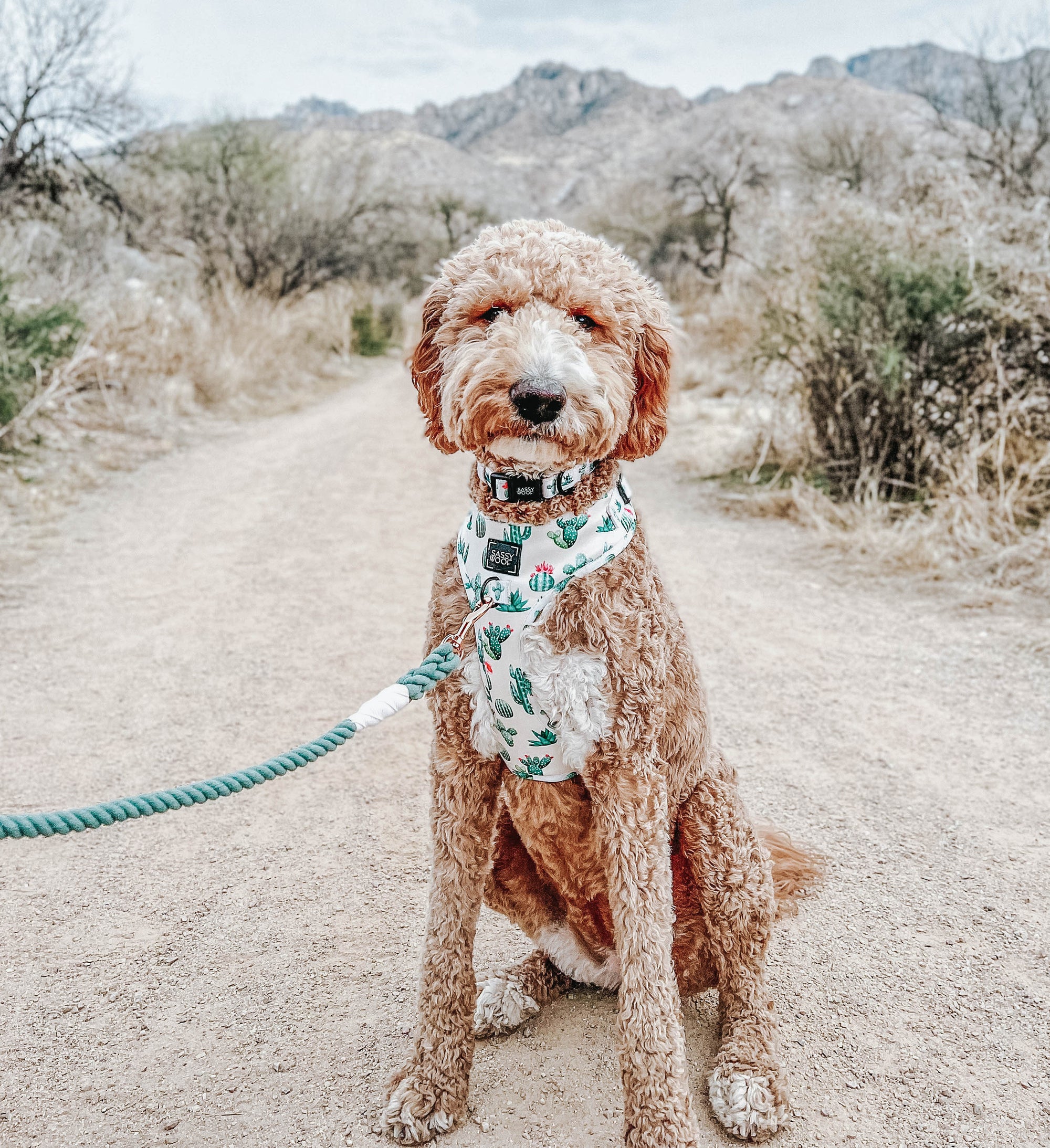 INFLUENCER_CONTENT | @PEACH_THEGOLDENDOODLE |