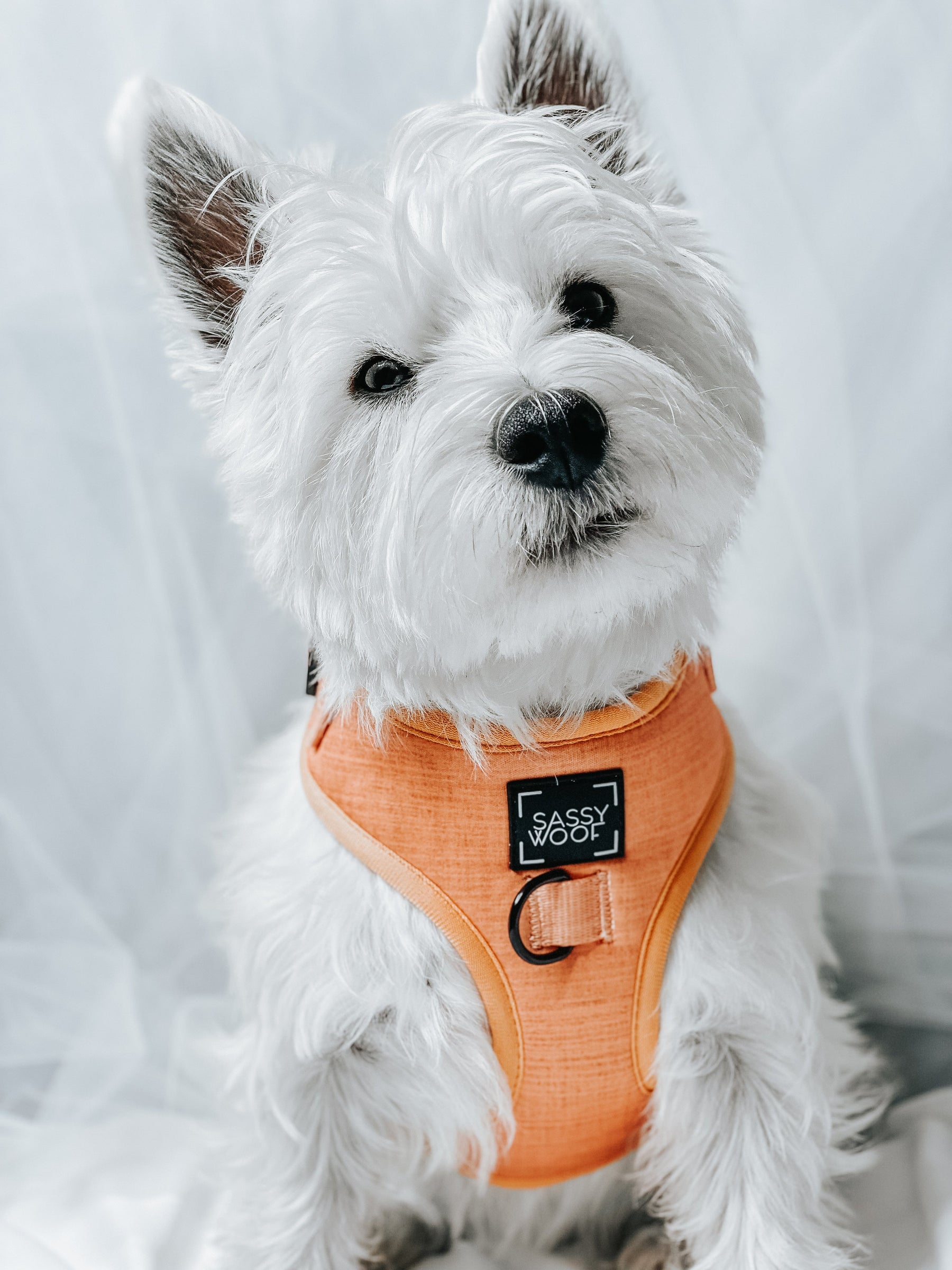 INFLUENCER_CONTENT | @HOWLSMOVINGWESTIE | SIZE S