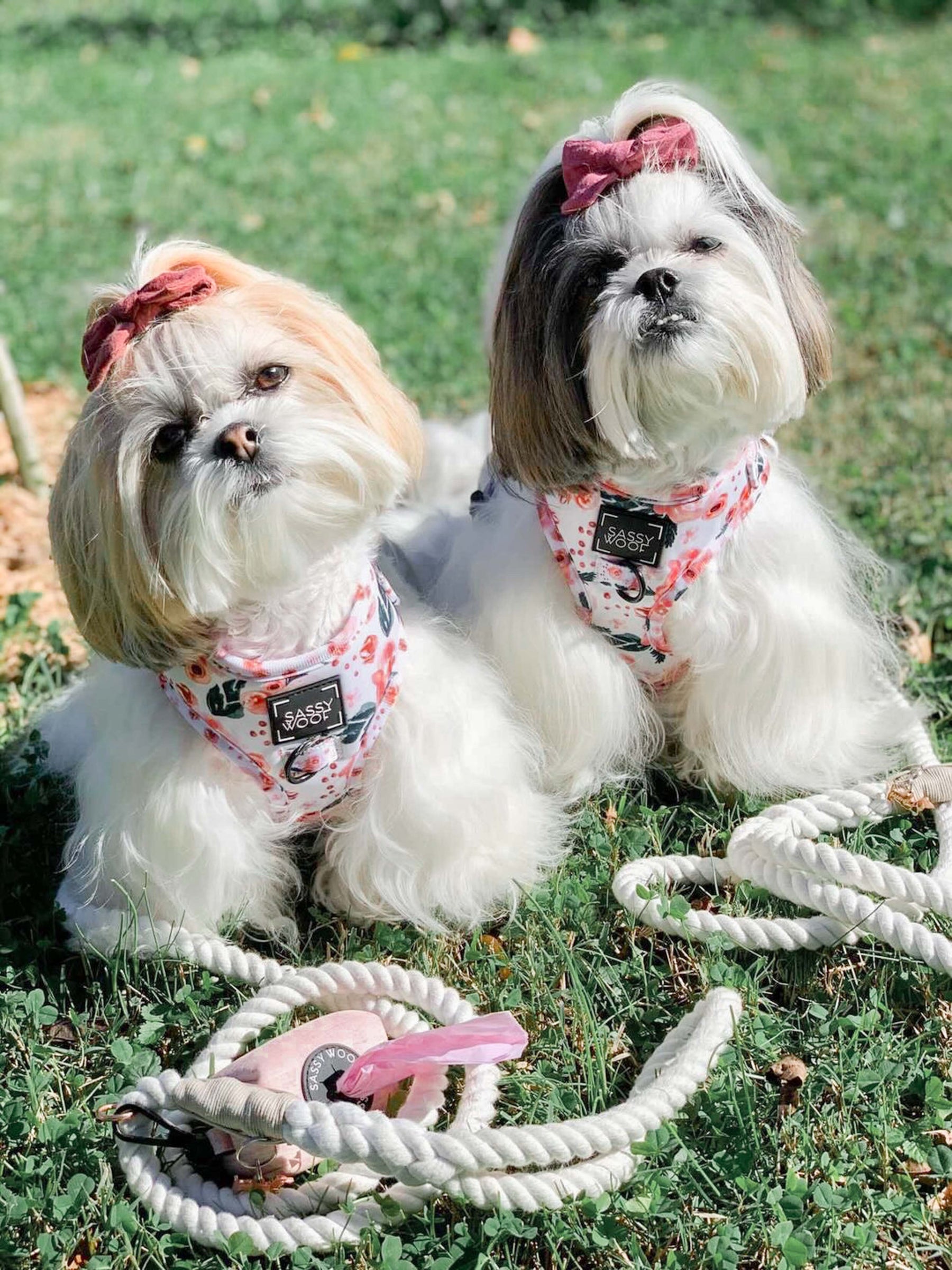 Dog Rope Leash - Dove