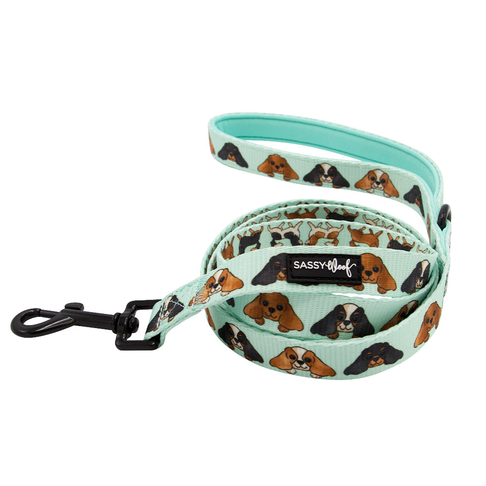 Chewy Designer Dog Collar And Leash Set