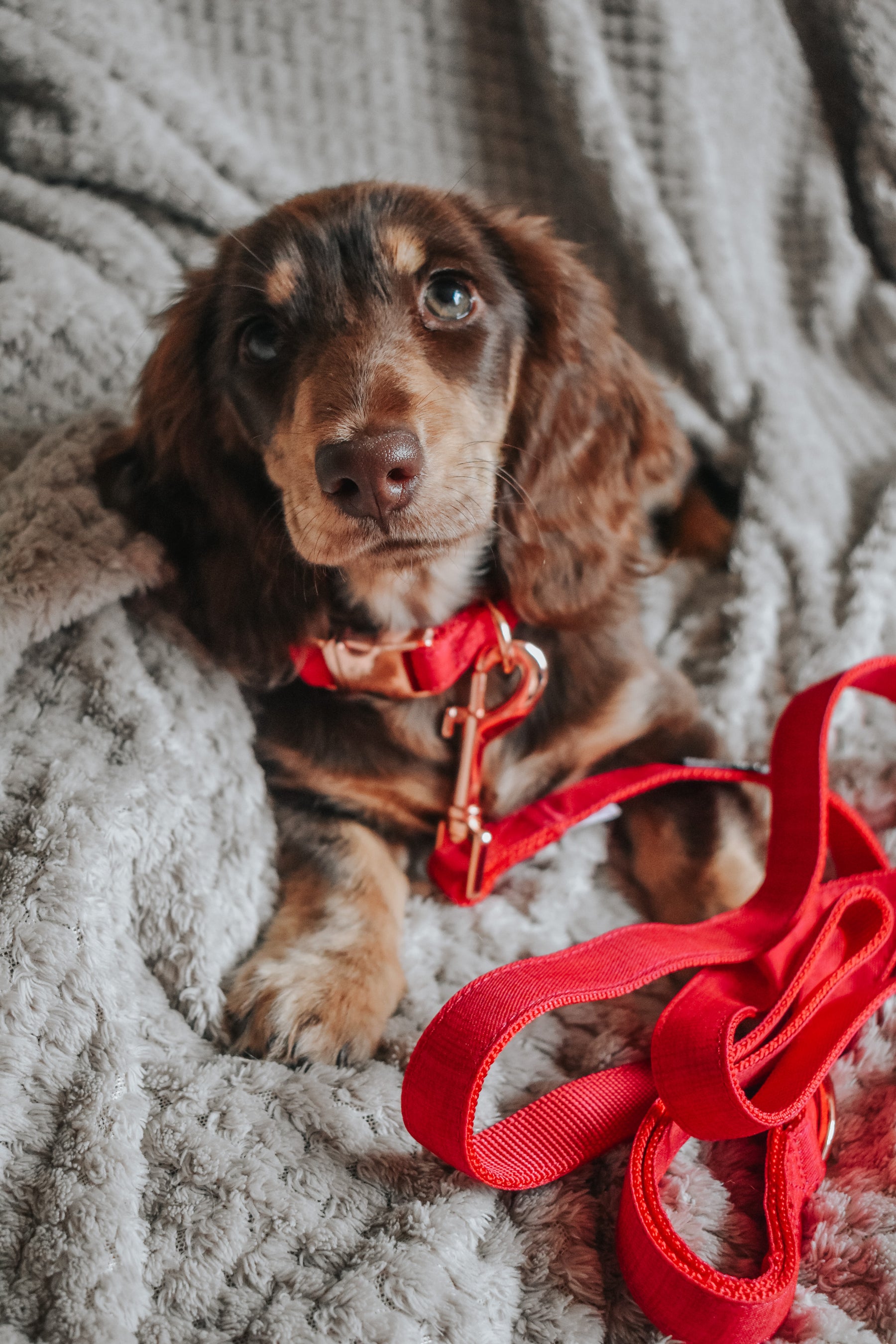 Dog Leash - Merlot (Rose Gold Hardware)