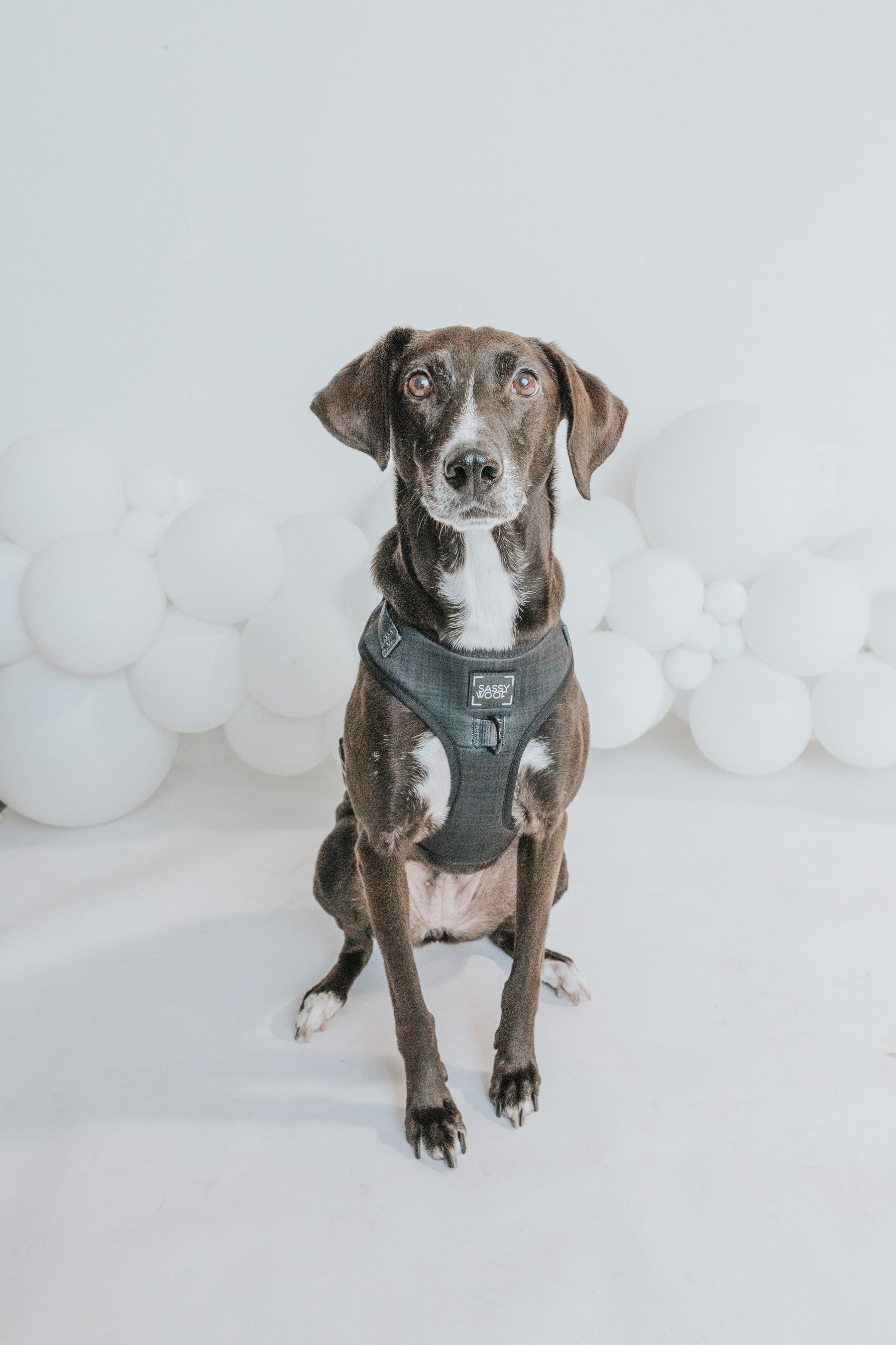 INFLUENCER_CONTENT | @DAME_THERESCUEPUP | SIZE M