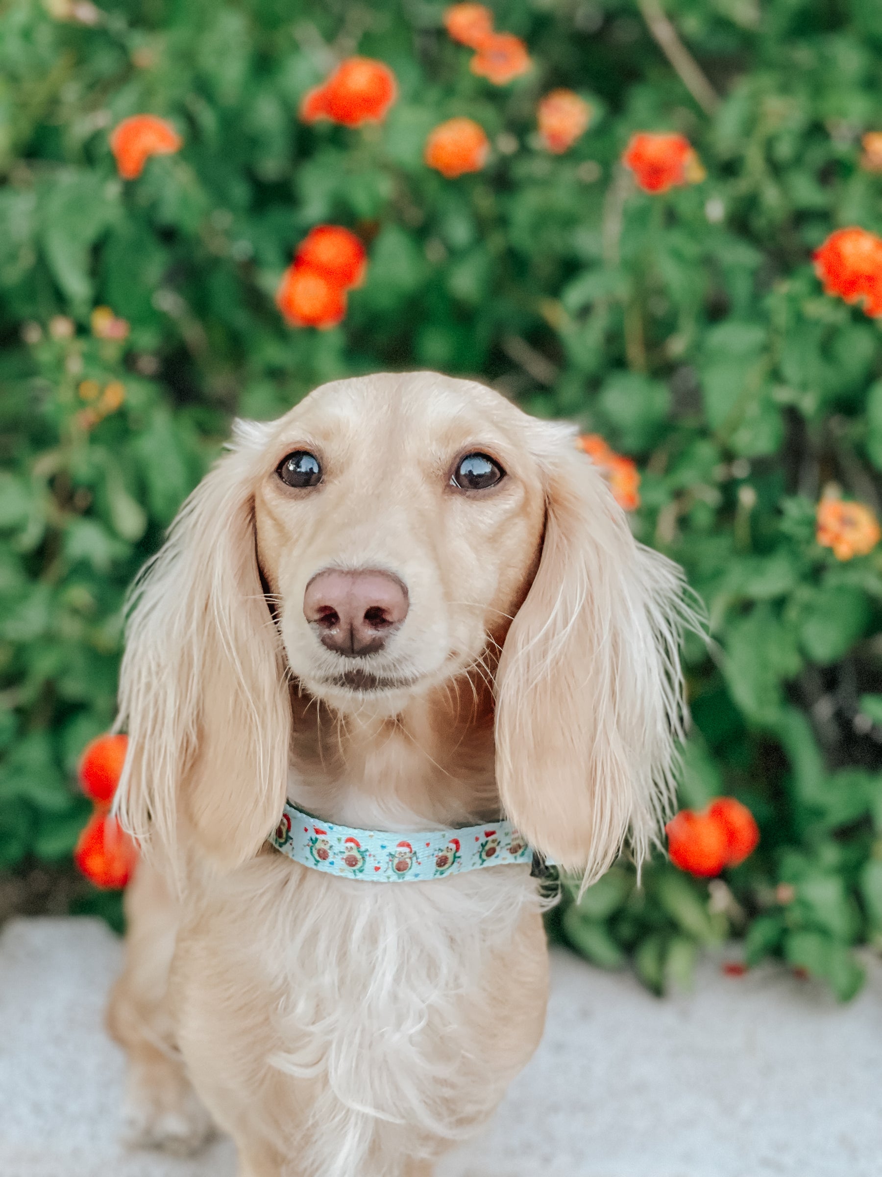 INFLUENCER_CONTENT | @CLEMENTINETHEDOX | SIZE S