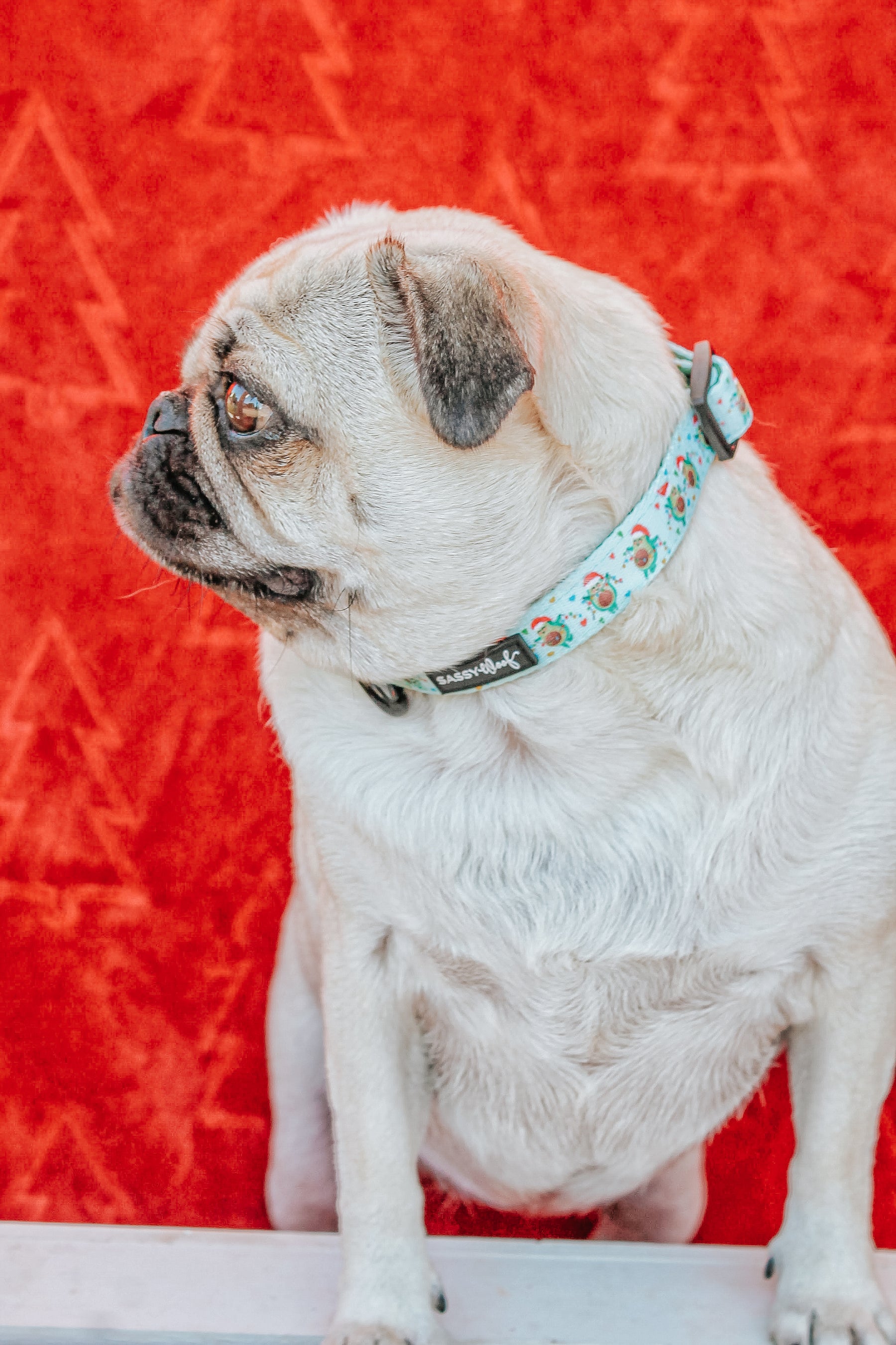 INFLUENCER_CONTENT | @LITTLEMISSYTHEPUG | SIZE M