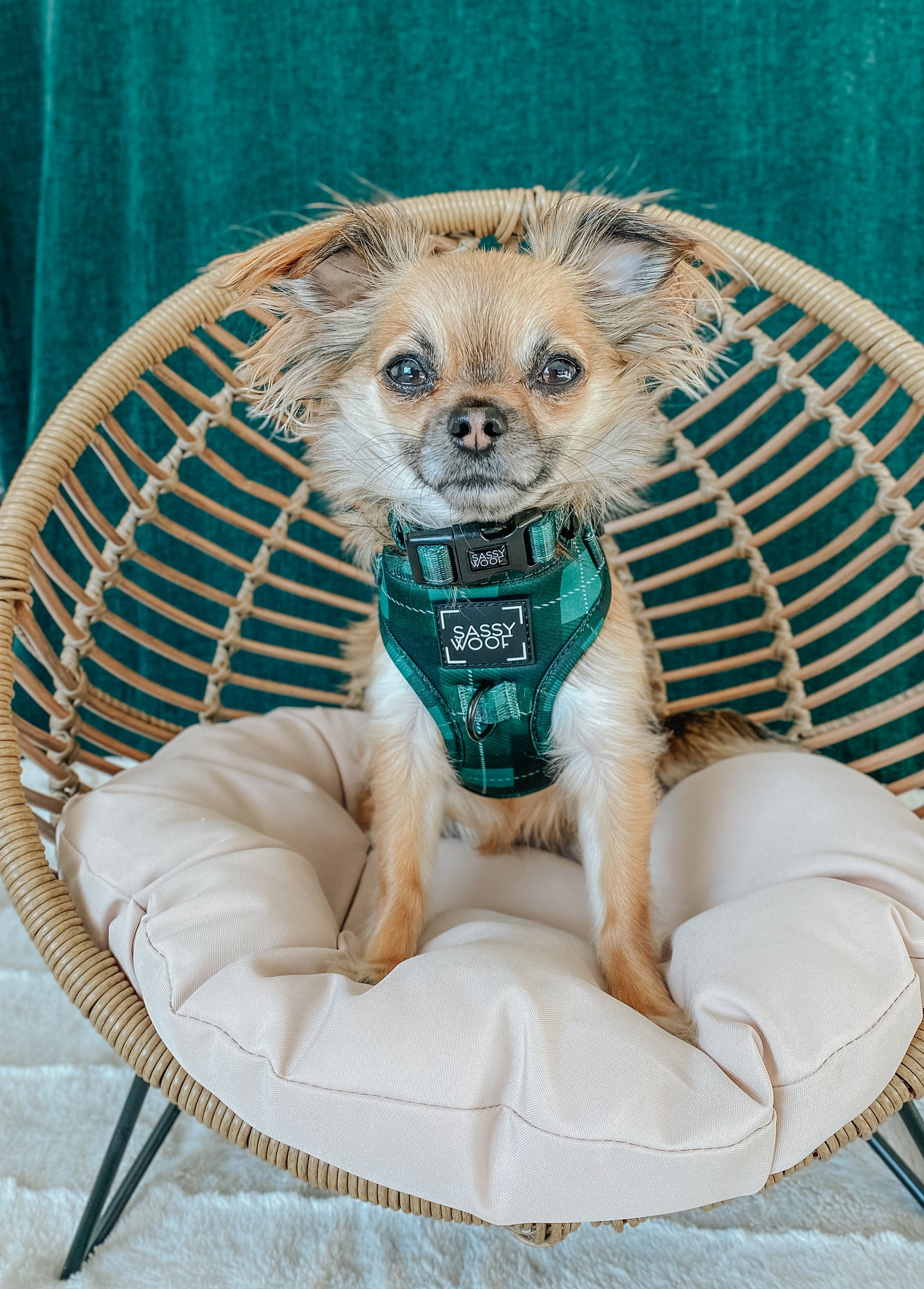 INFLUENCER_CONTENT | @MOCHI_THECHIHUAHUA1 | SIZE XXS