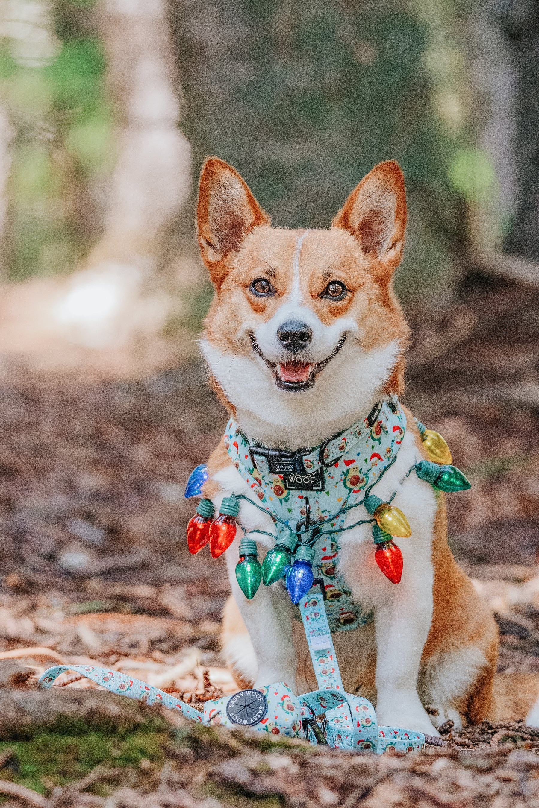 INFLUENCER_CONTENT | @THECORGITATO | SIZE M