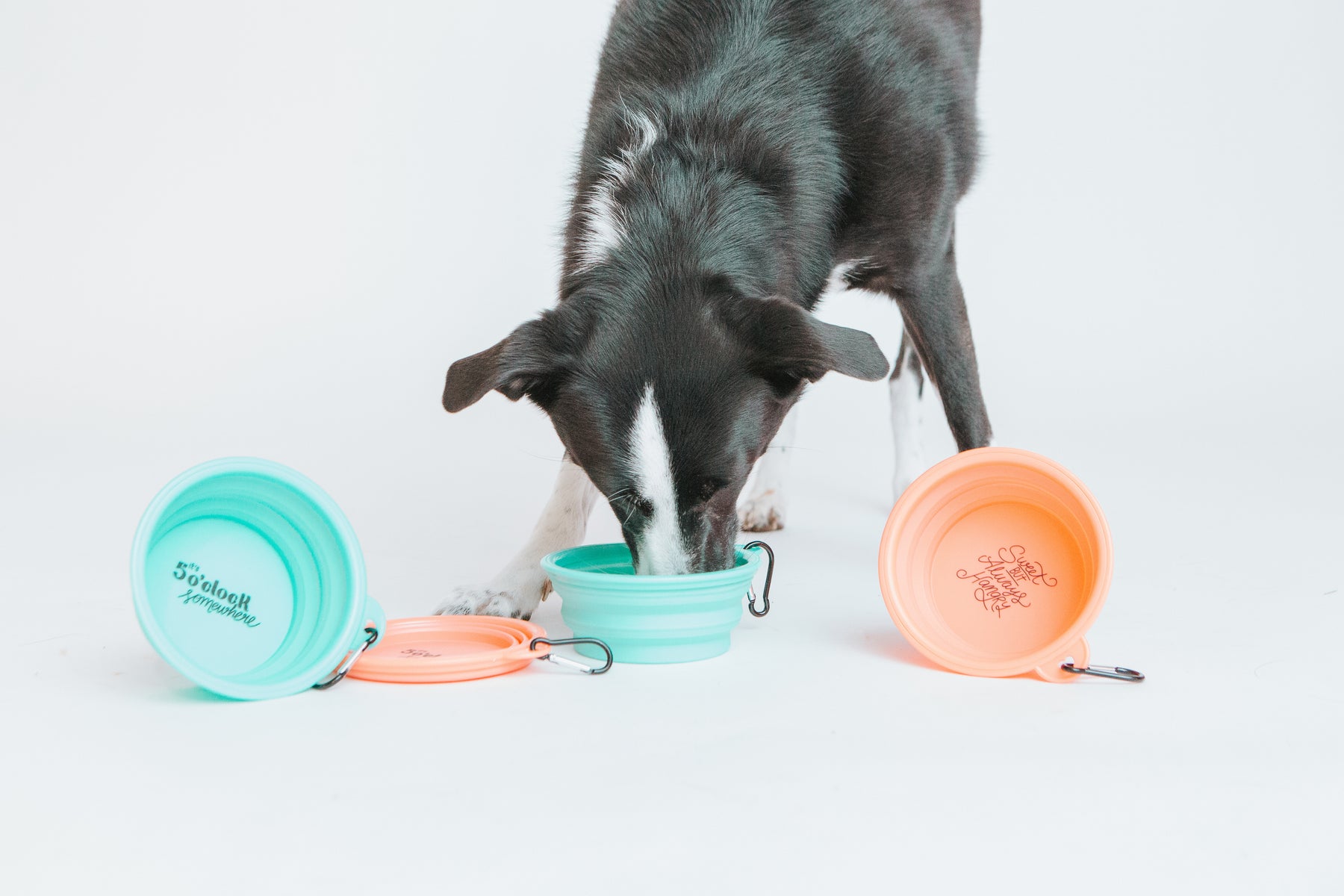 Collapsible Bowl - It's 5 o'clock Somewhere