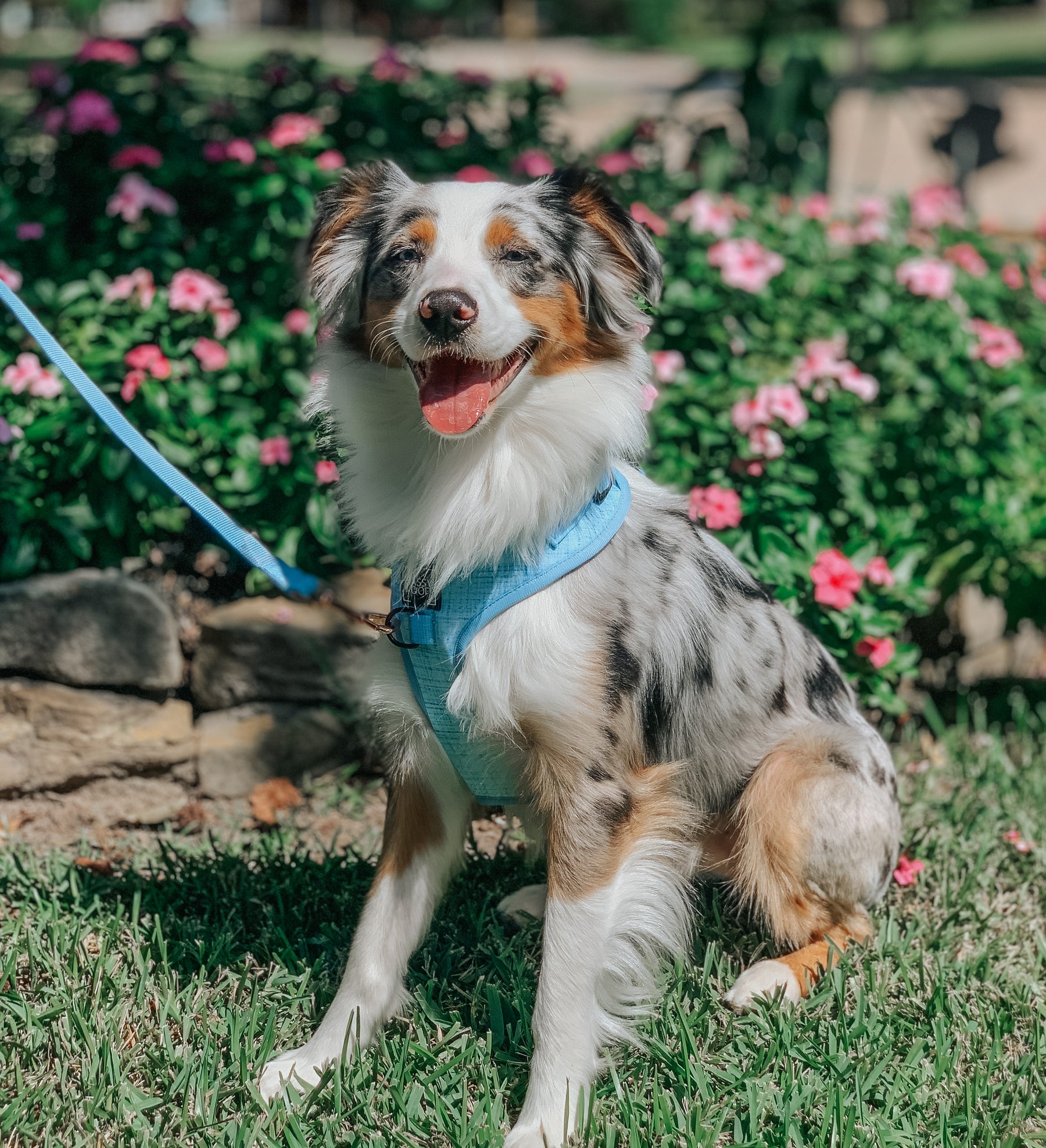 Dog Leash - Blumond