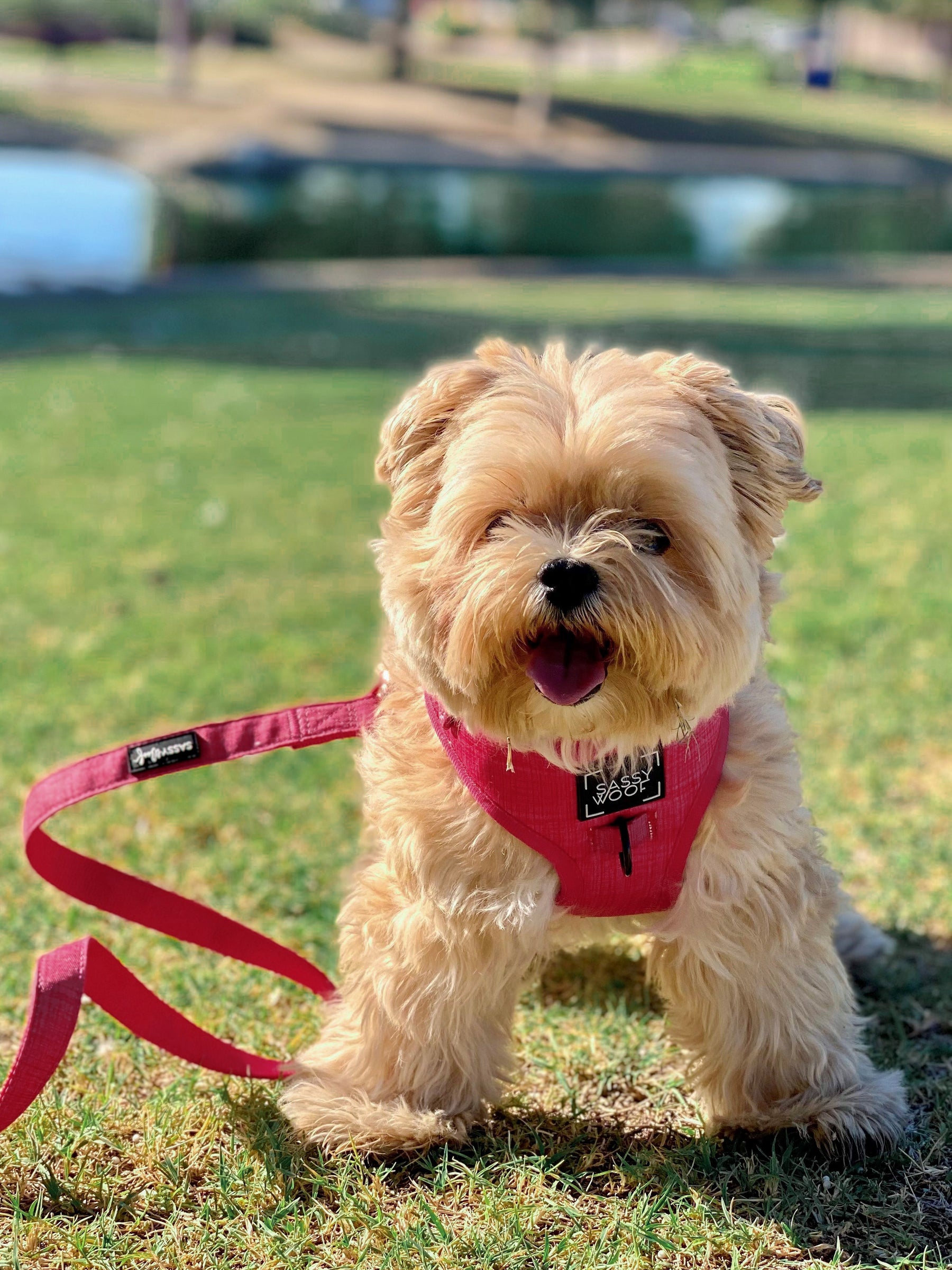 Dog Leash - Merlot (Rose Gold Hardware)