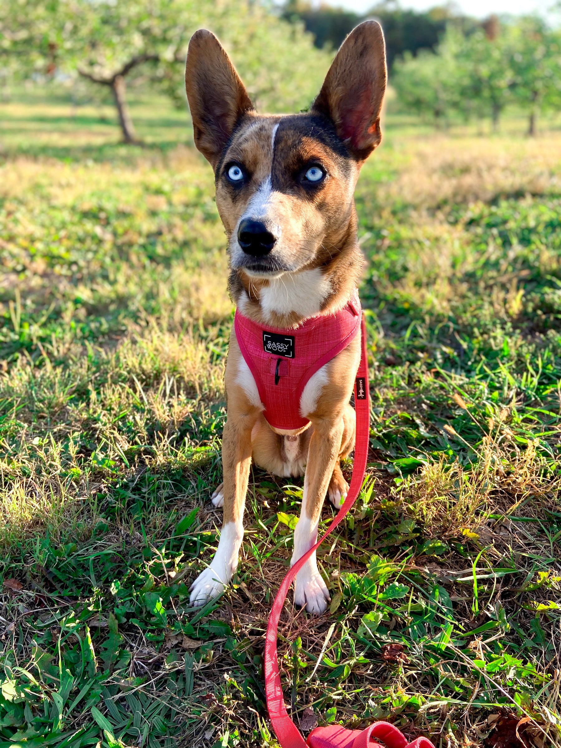 Dog Leash - Merlot (Rose Gold Hardware)